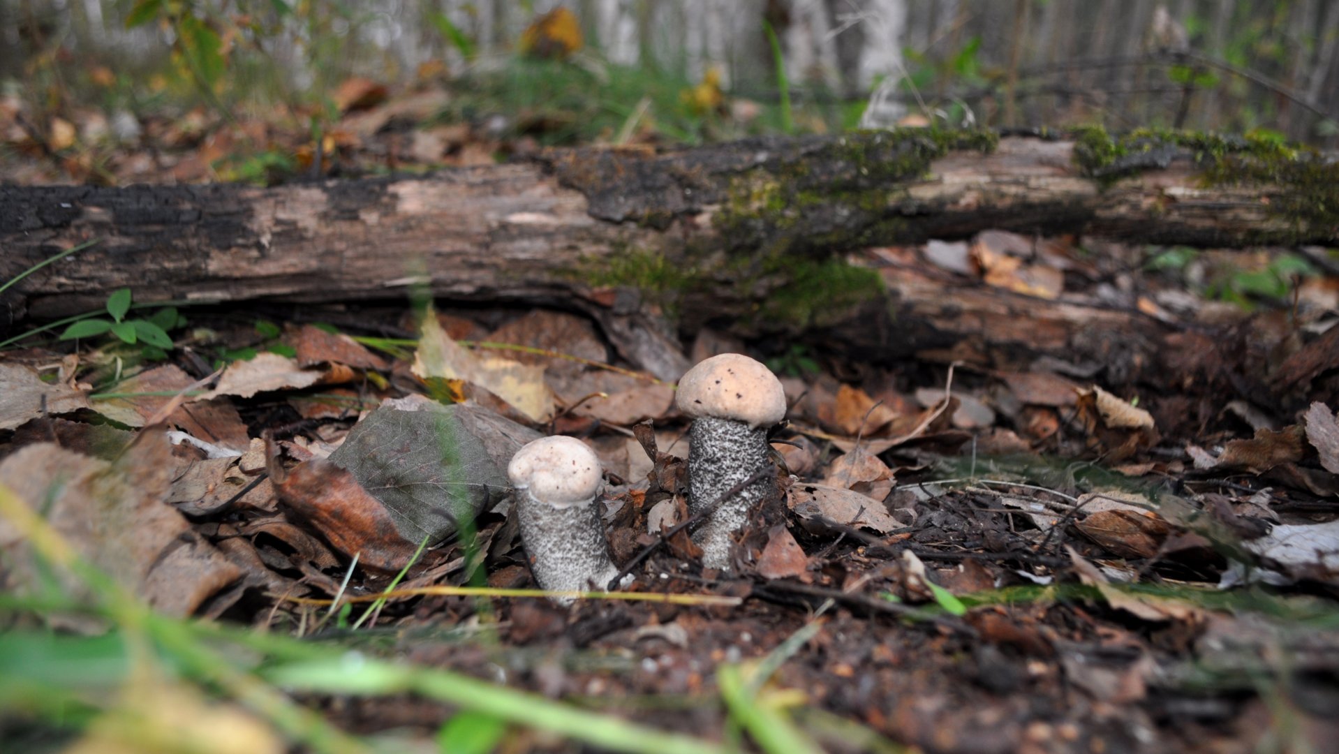 DSC_0030.JPG