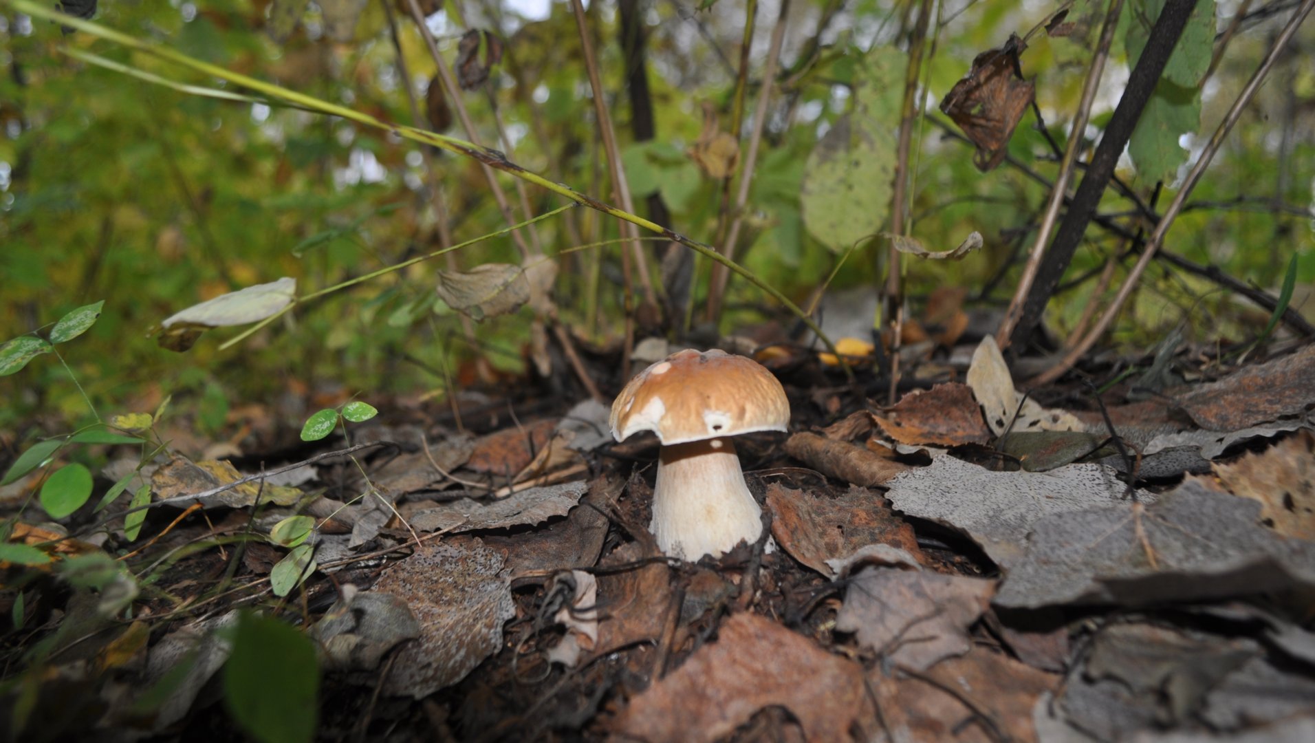 DSC_0032.JPG