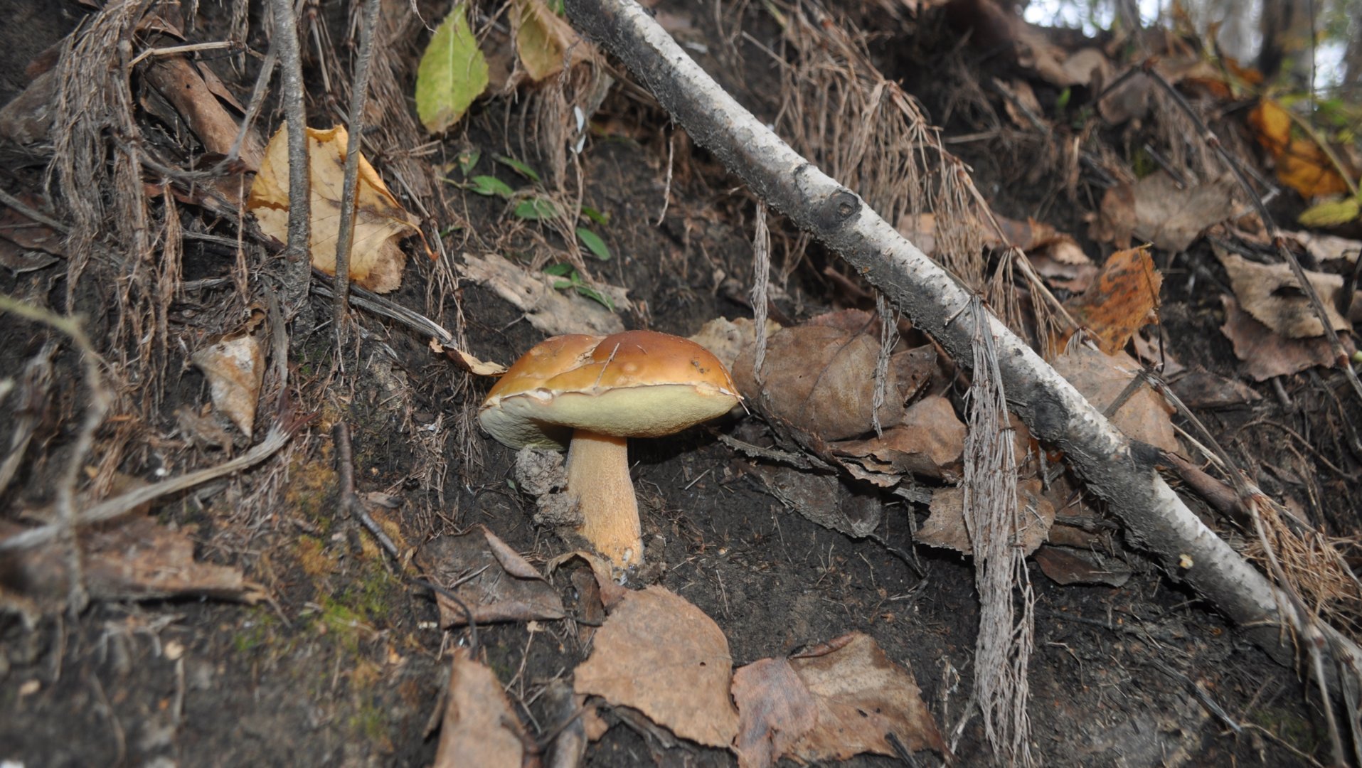 DSC_0035.JPG