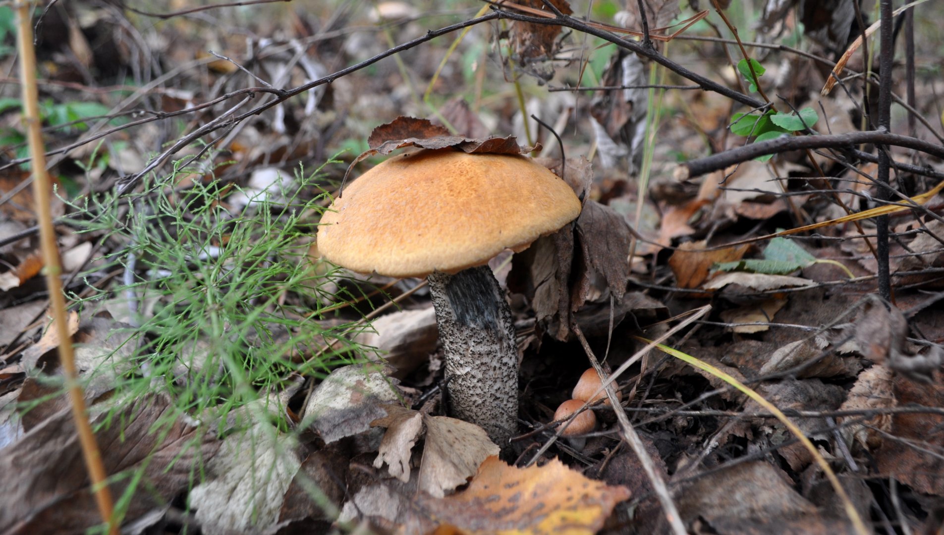 DSC_0039.JPG