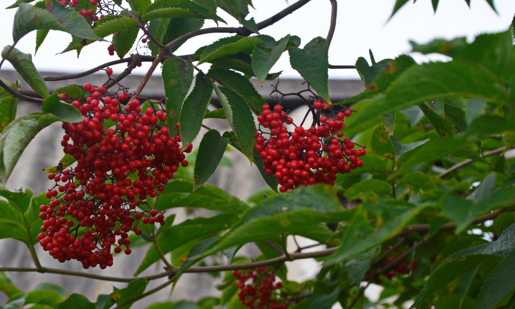 DSC_0041.JPG