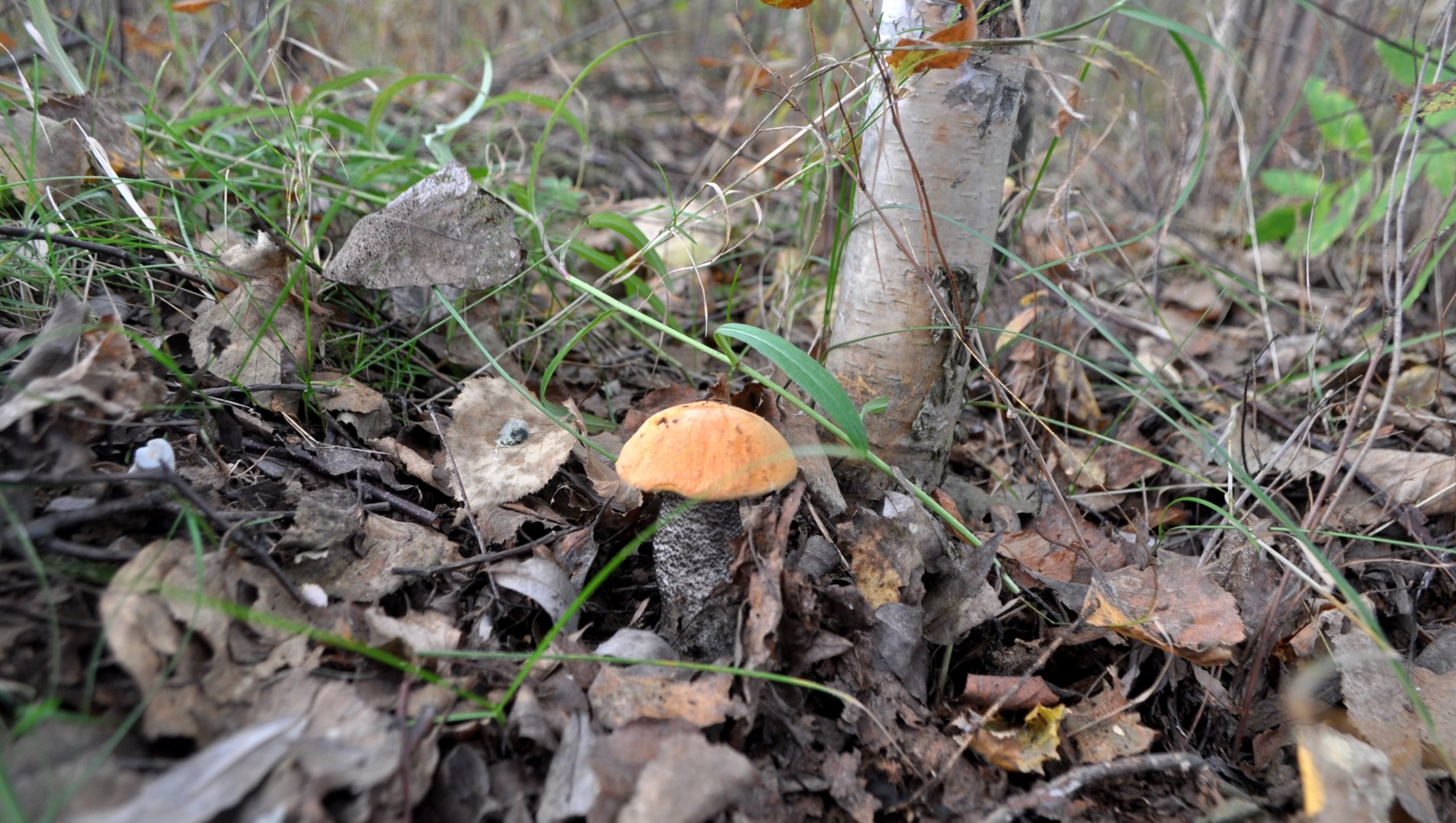 DSC_0046.JPG