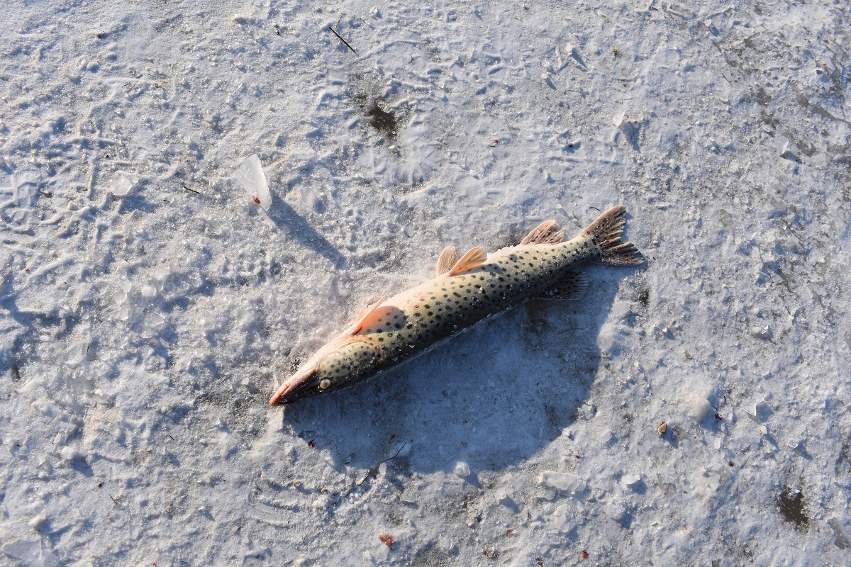 DSC_0049.JPG