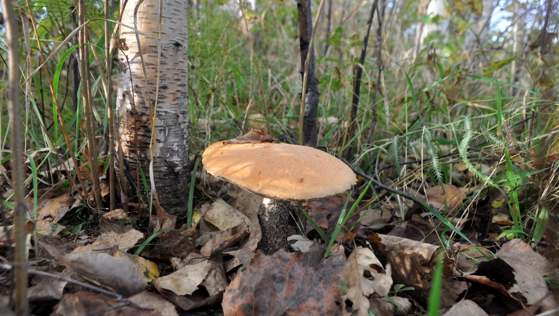 DSC_0049.JPG