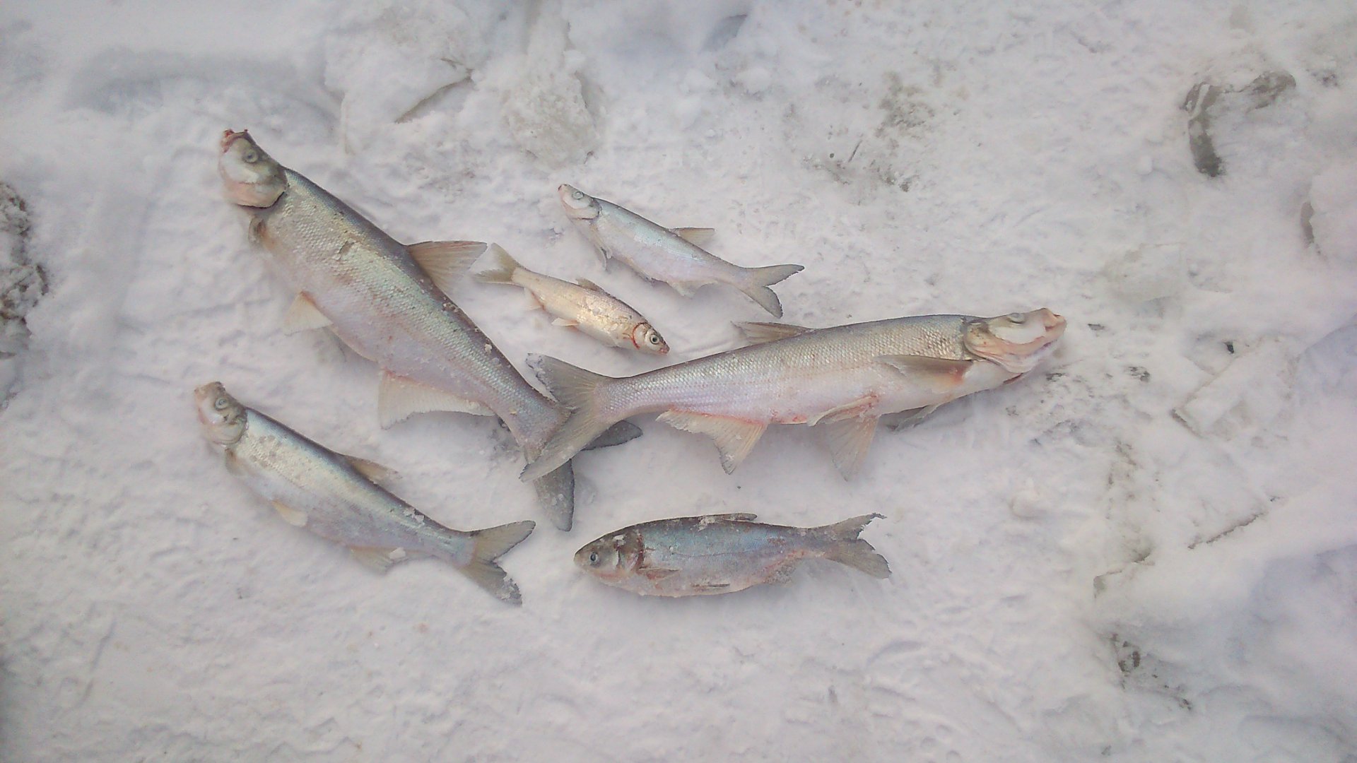 DSC_0055.JPG