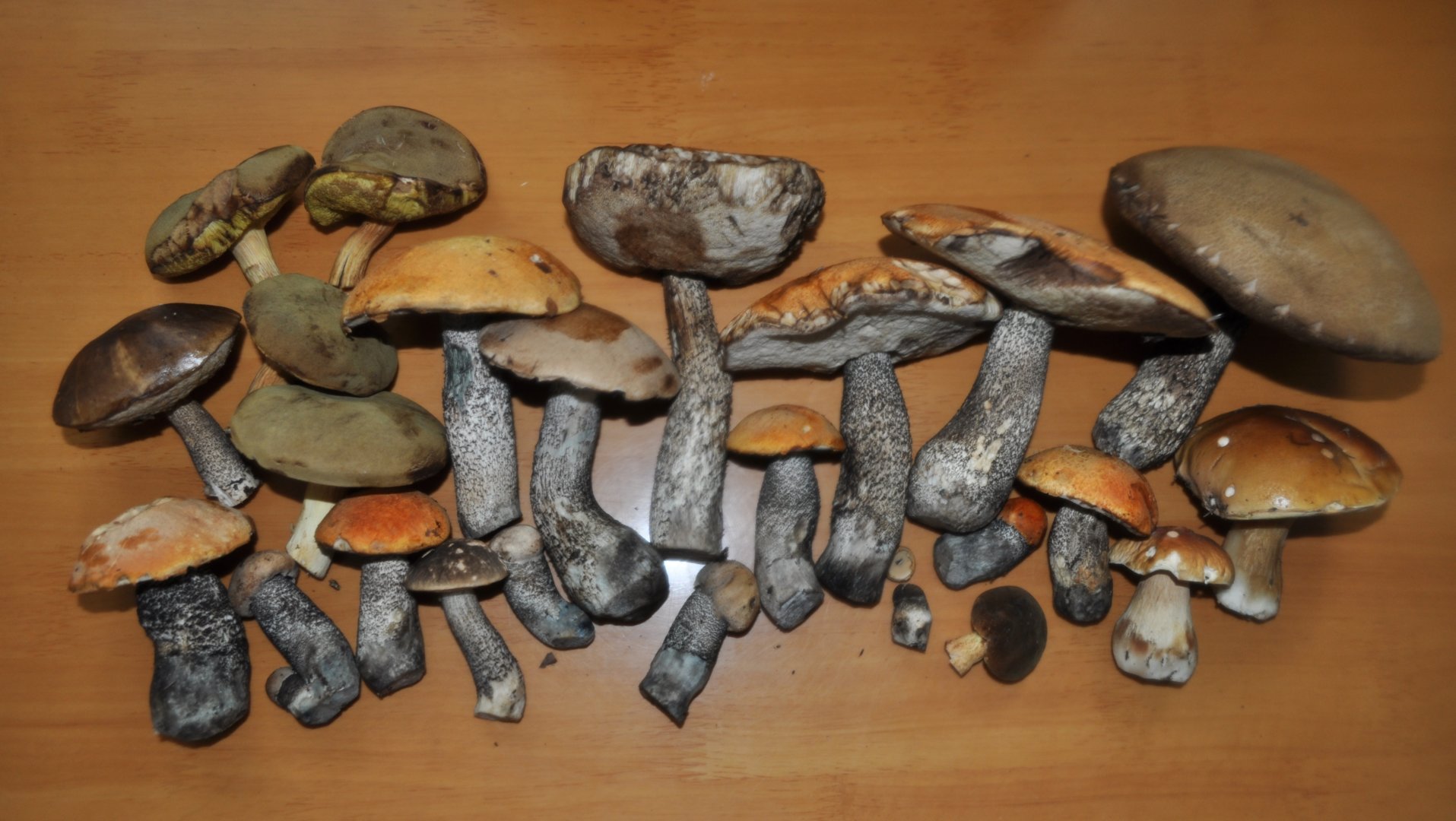DSC_0060.JPG