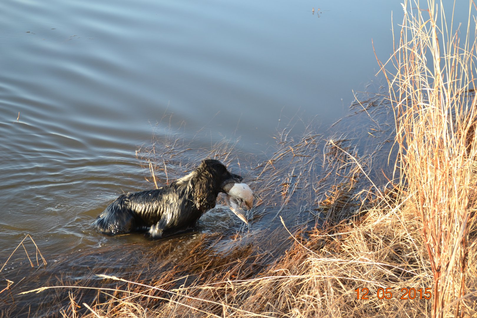 DSC_0062.JPG