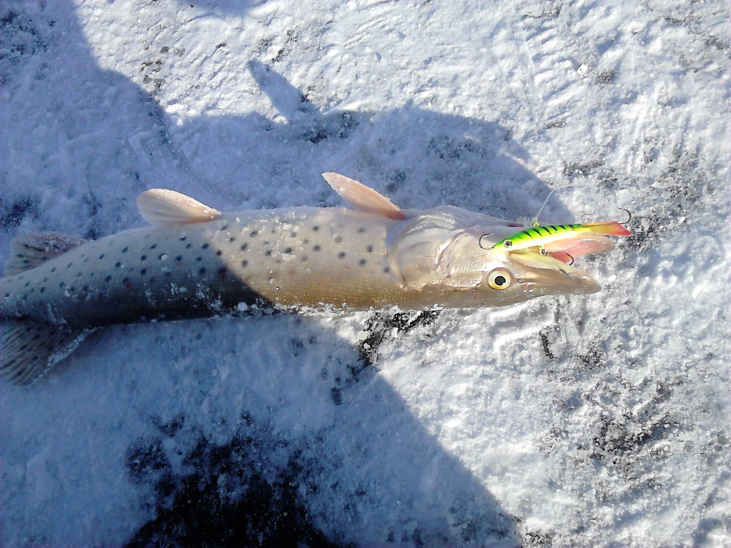 DSC_0074.JPG