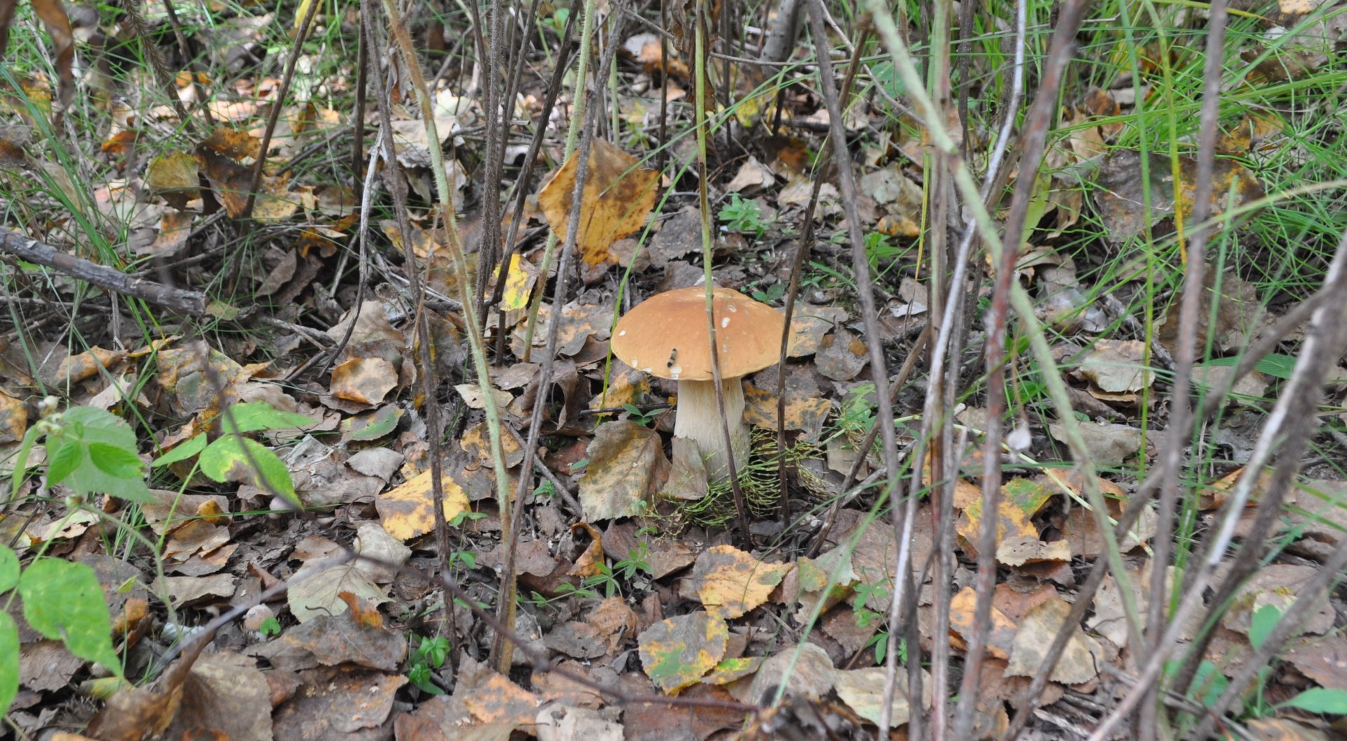 DSC_0074.JPG