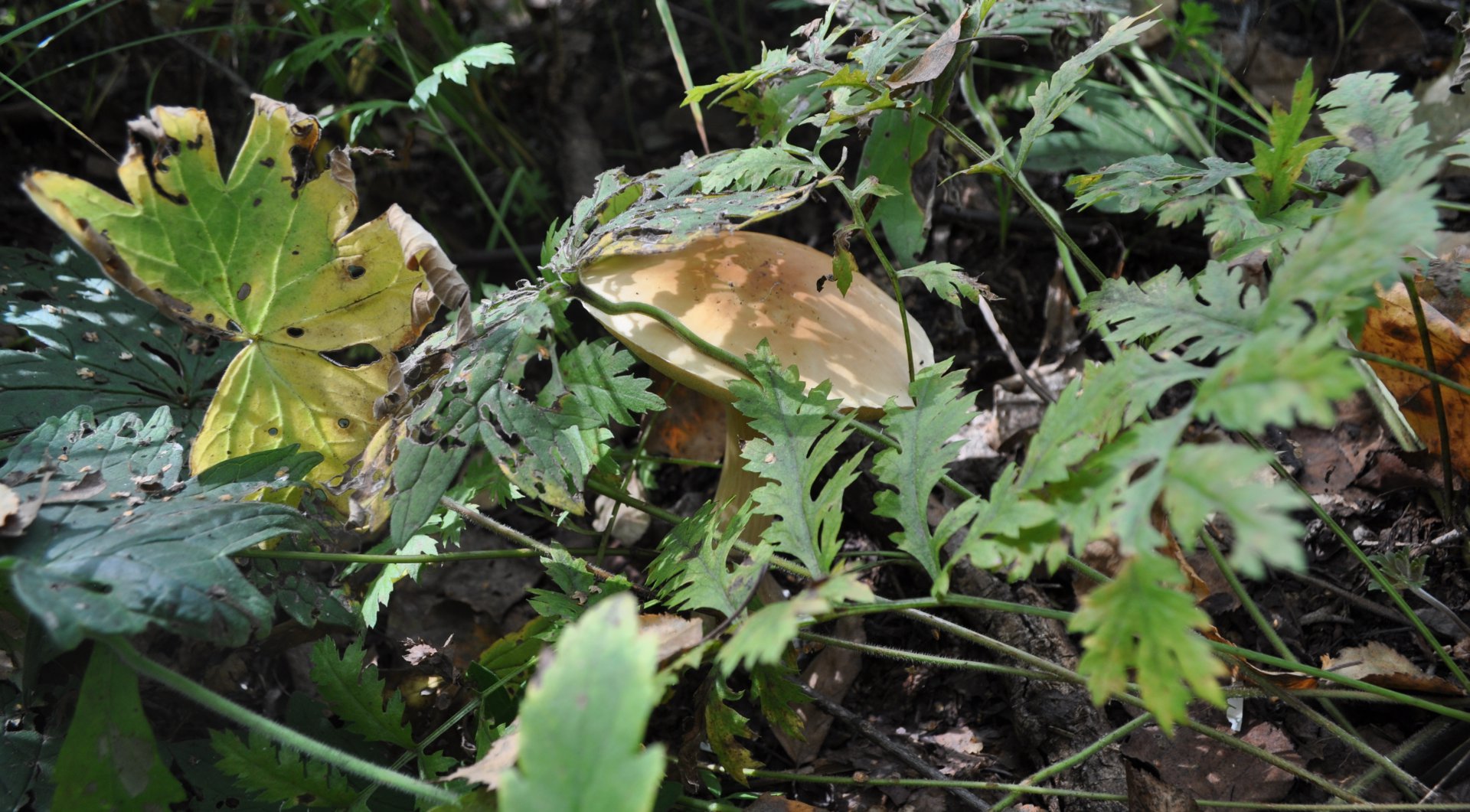 DSC_0077.JPG