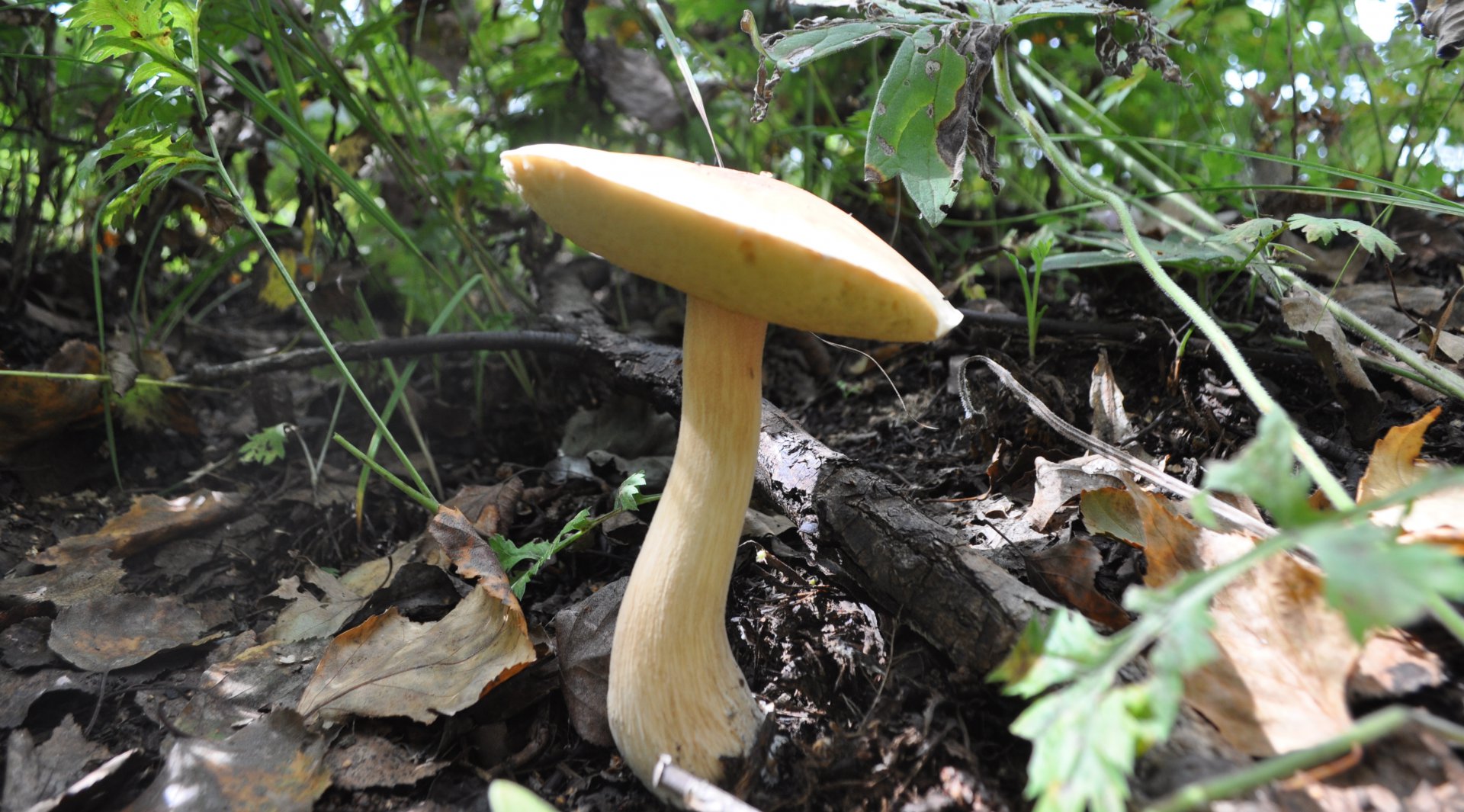 DSC_0078.JPG