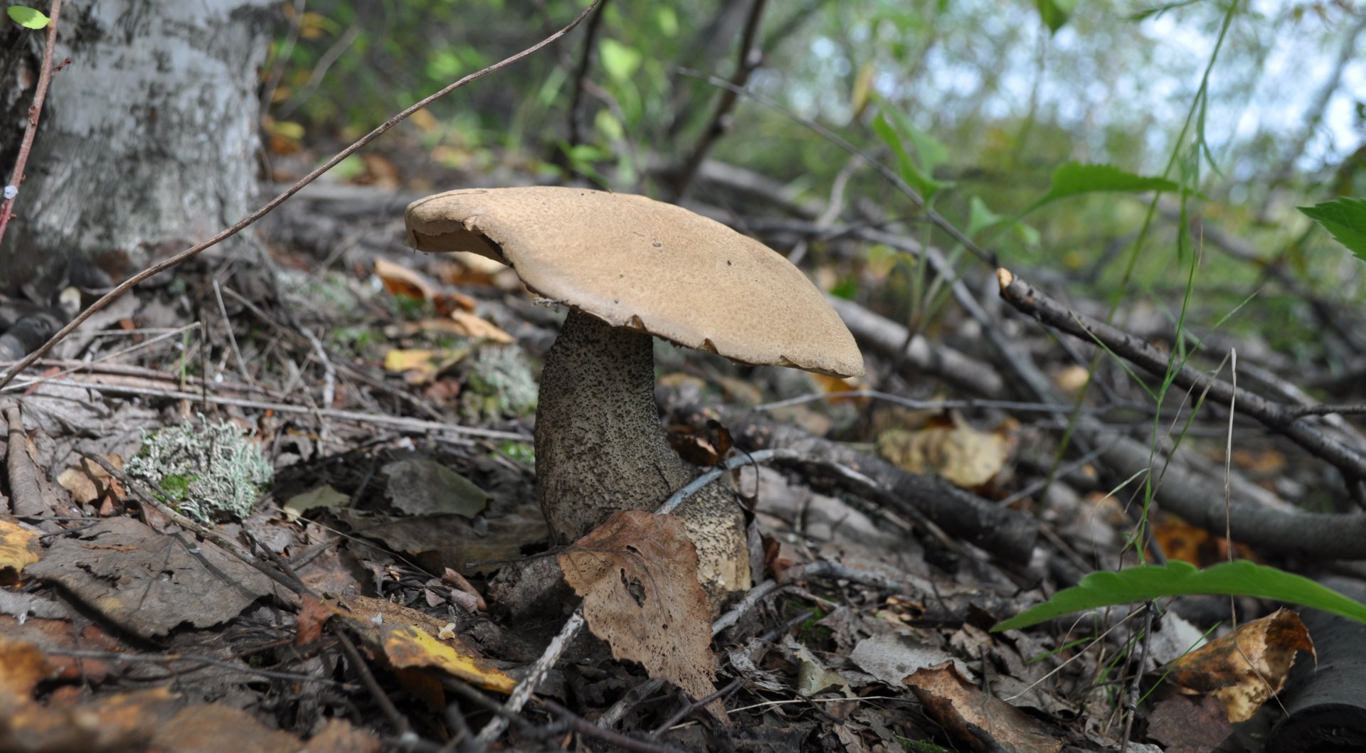 DSC_0082.JPG