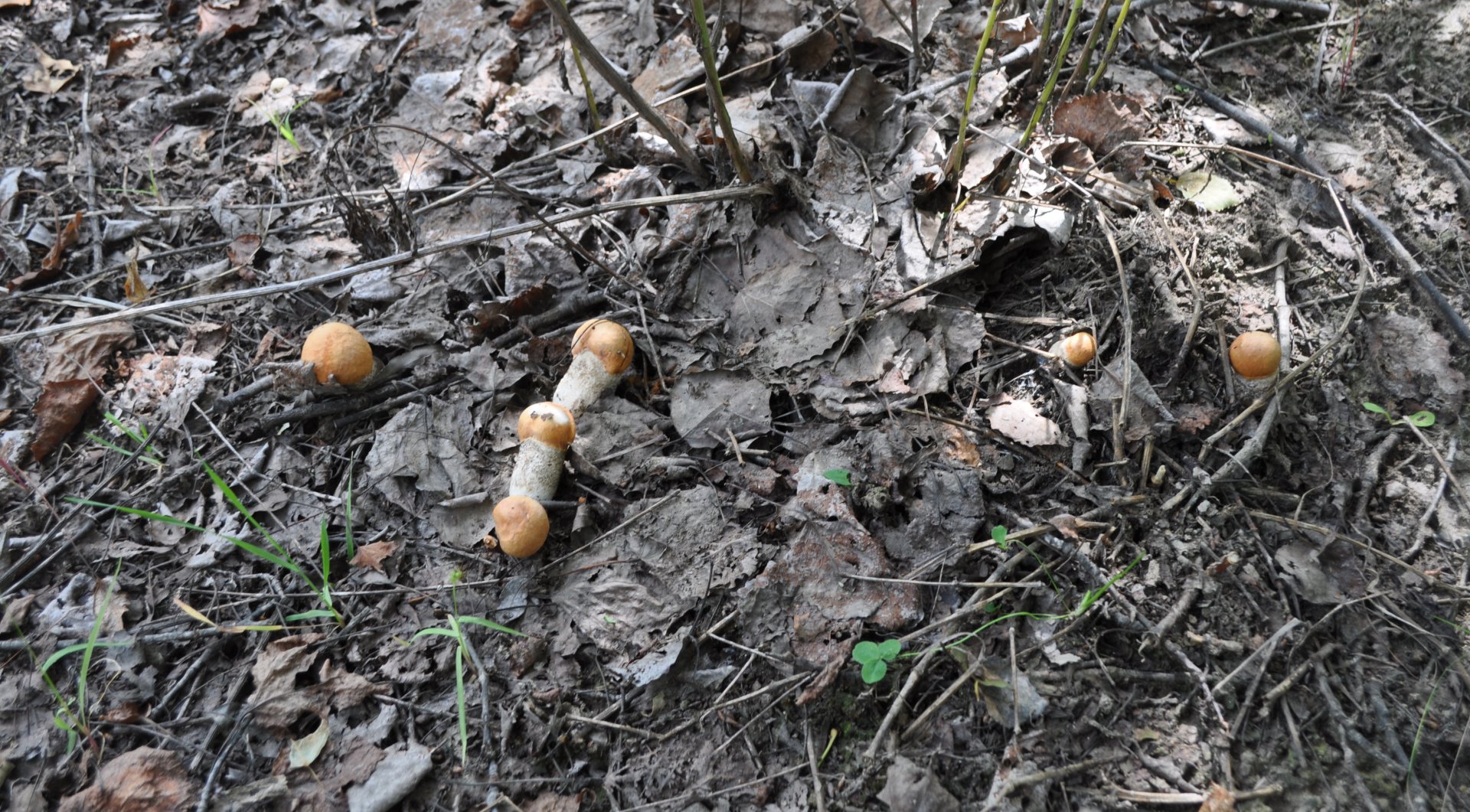 DSC_0086.JPG