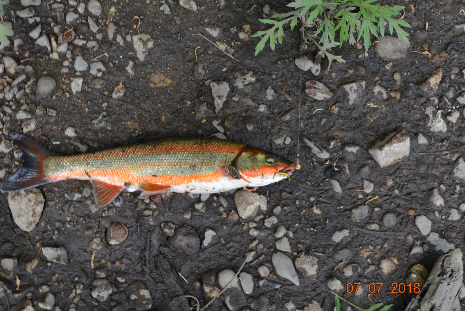 DSC_0110.JPG