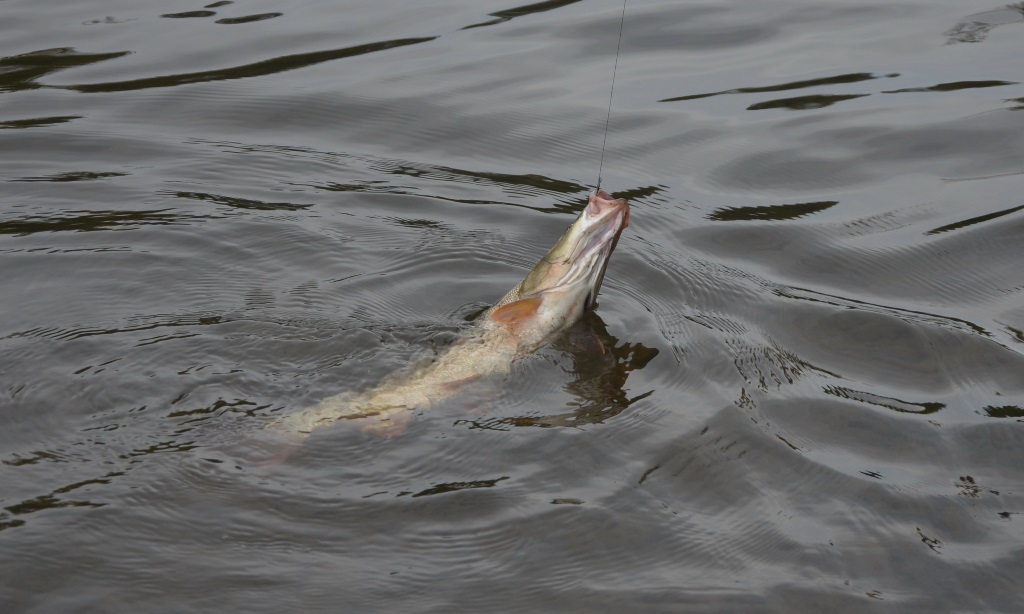 DSC_0129.JPG