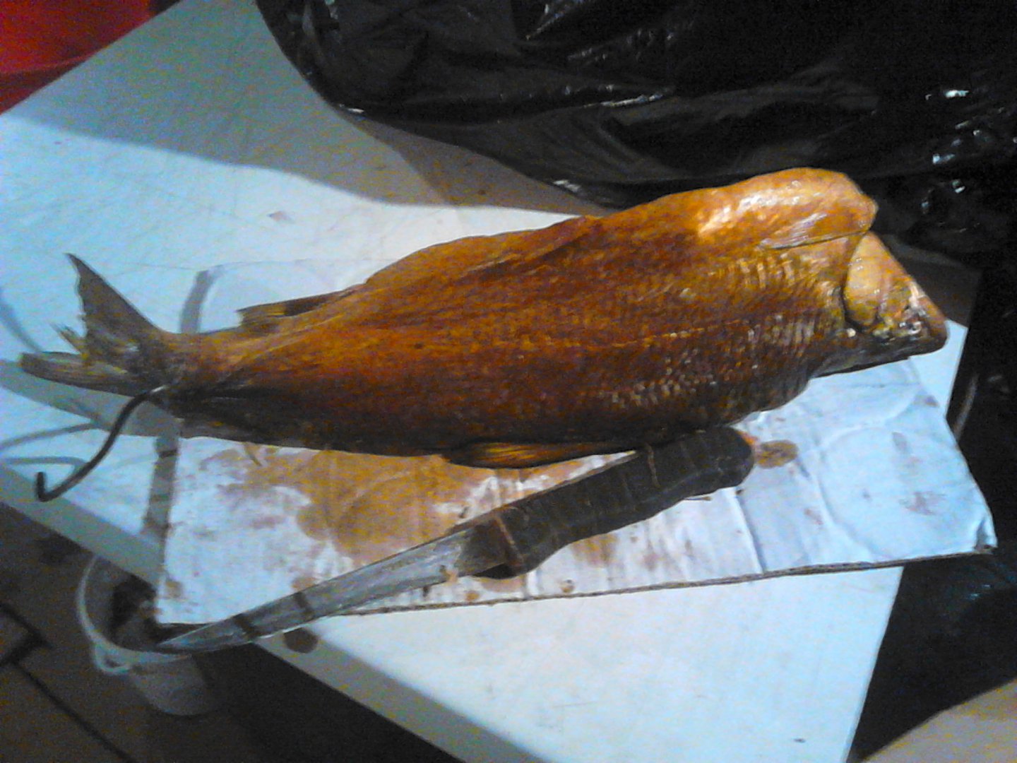DSC_0132.JPG