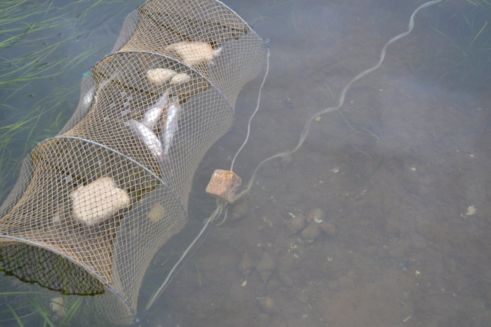 Какую приманку положить в мордушку Какую приманку положить в мордушку