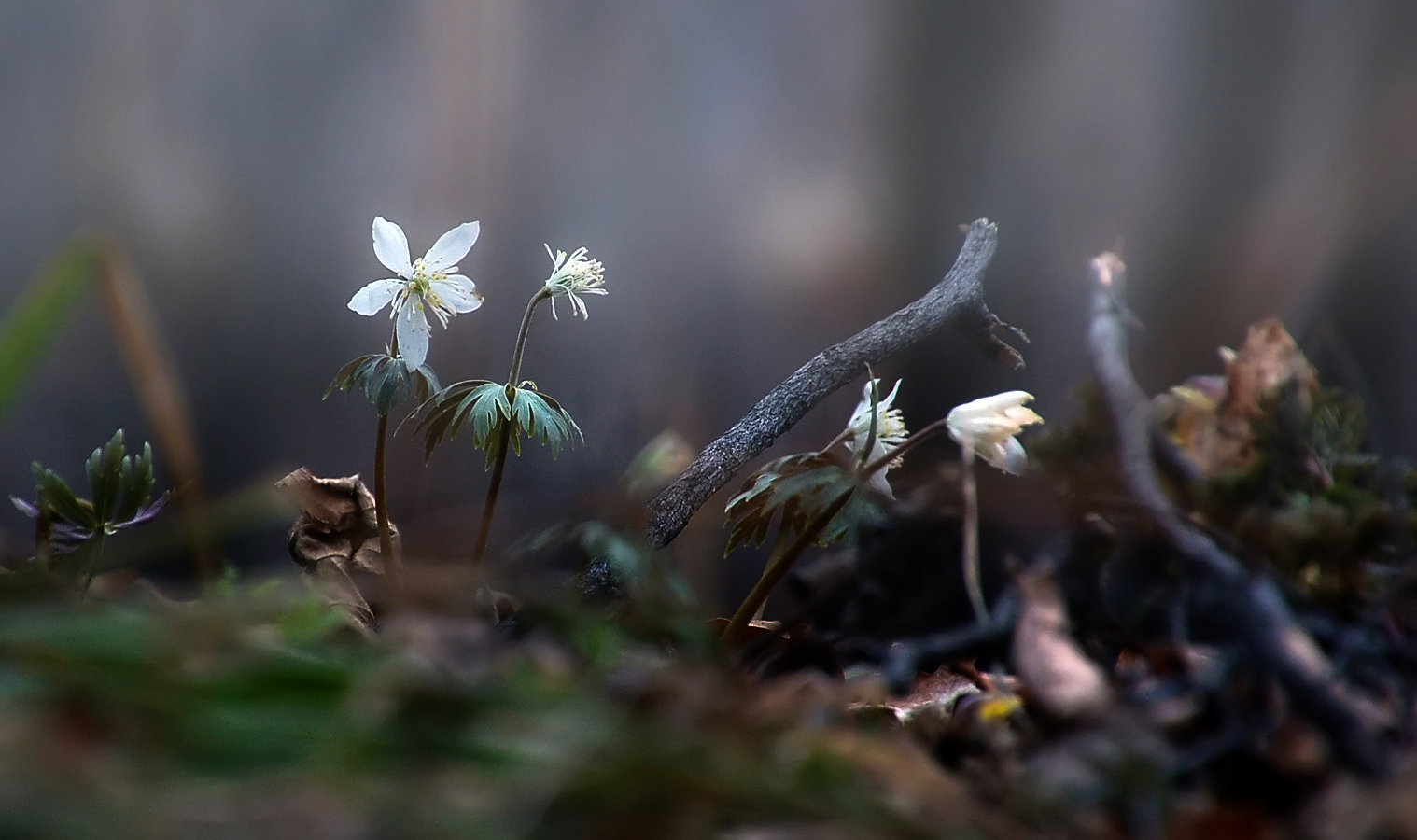 DSC_0165кроп ГФдлясННуровни.jpg