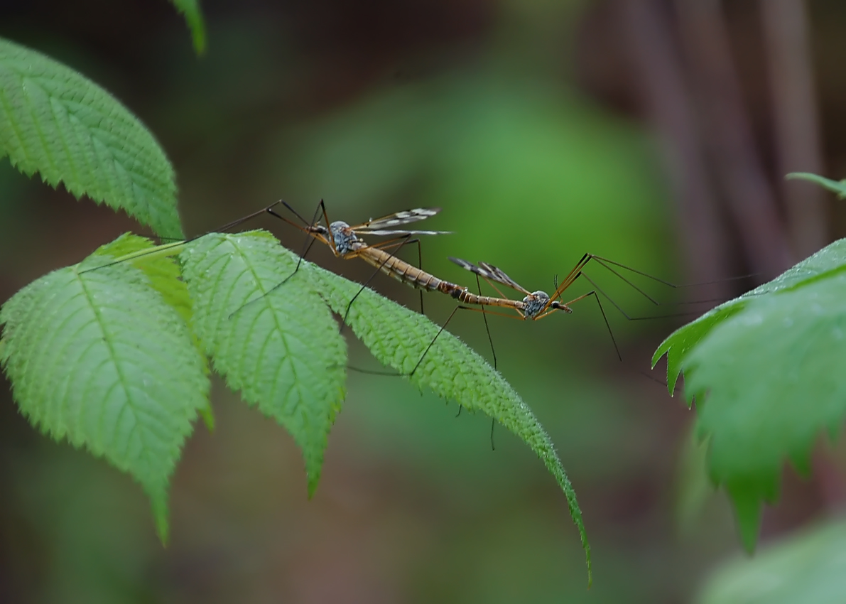 DSC_0173кропННдляс.jpg