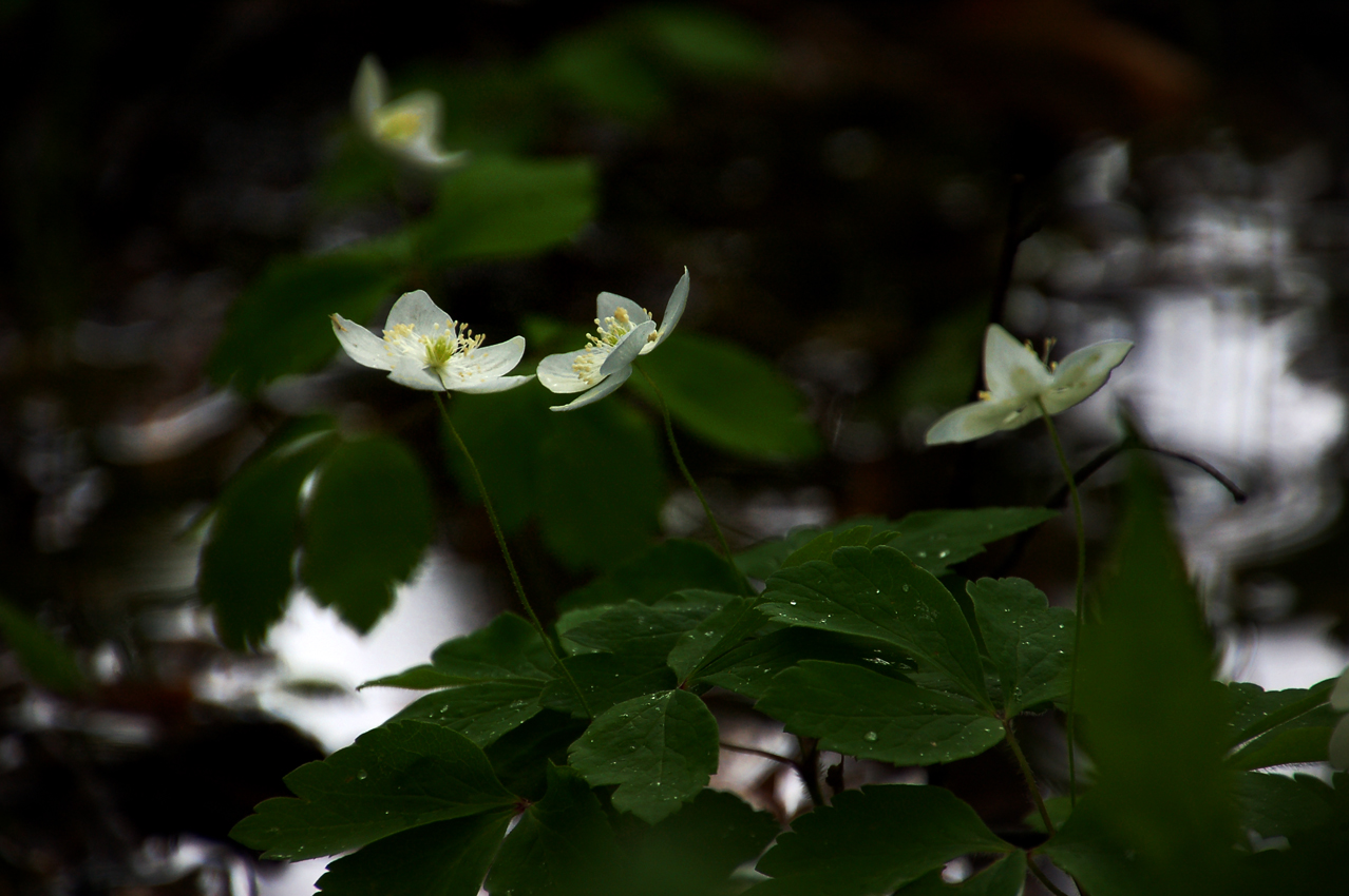 DSC_0179 замена цвета лепестков дляс.jpg