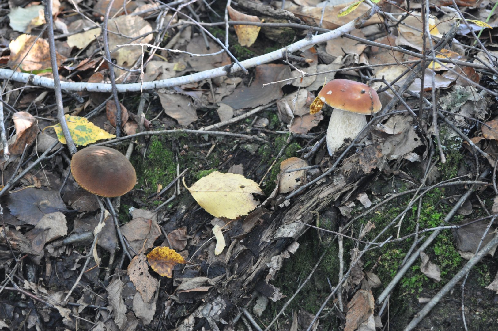 DSC_0185.JPG