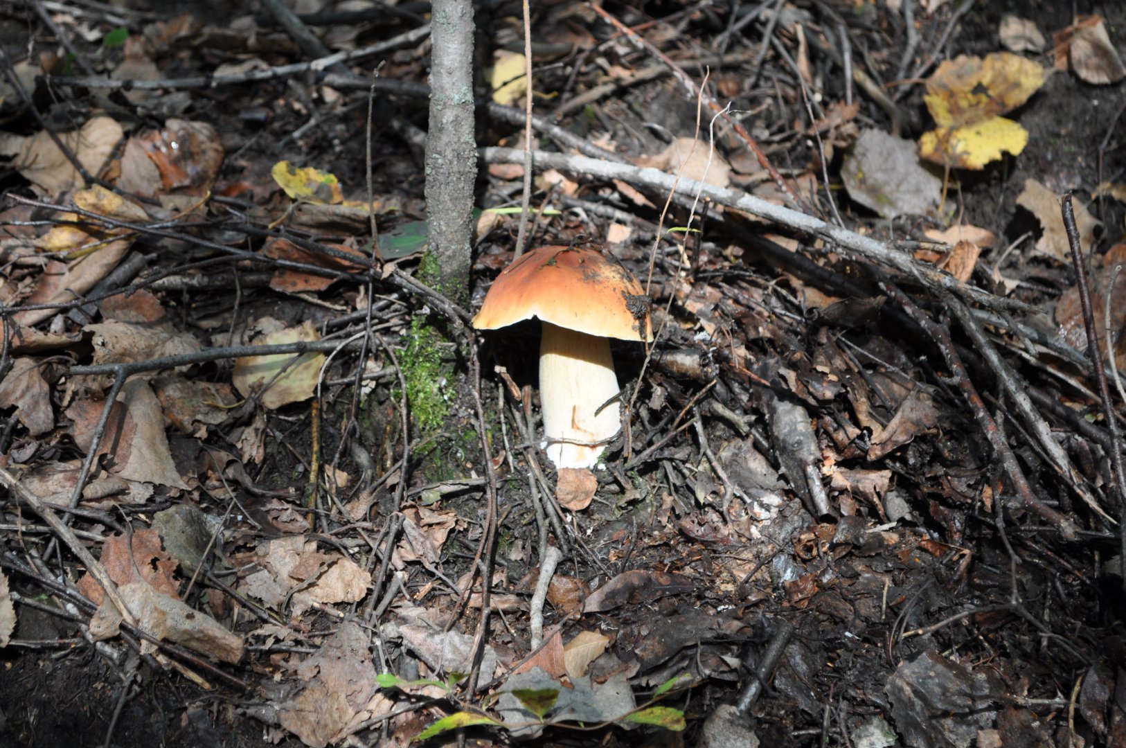 DSC_0187.JPG