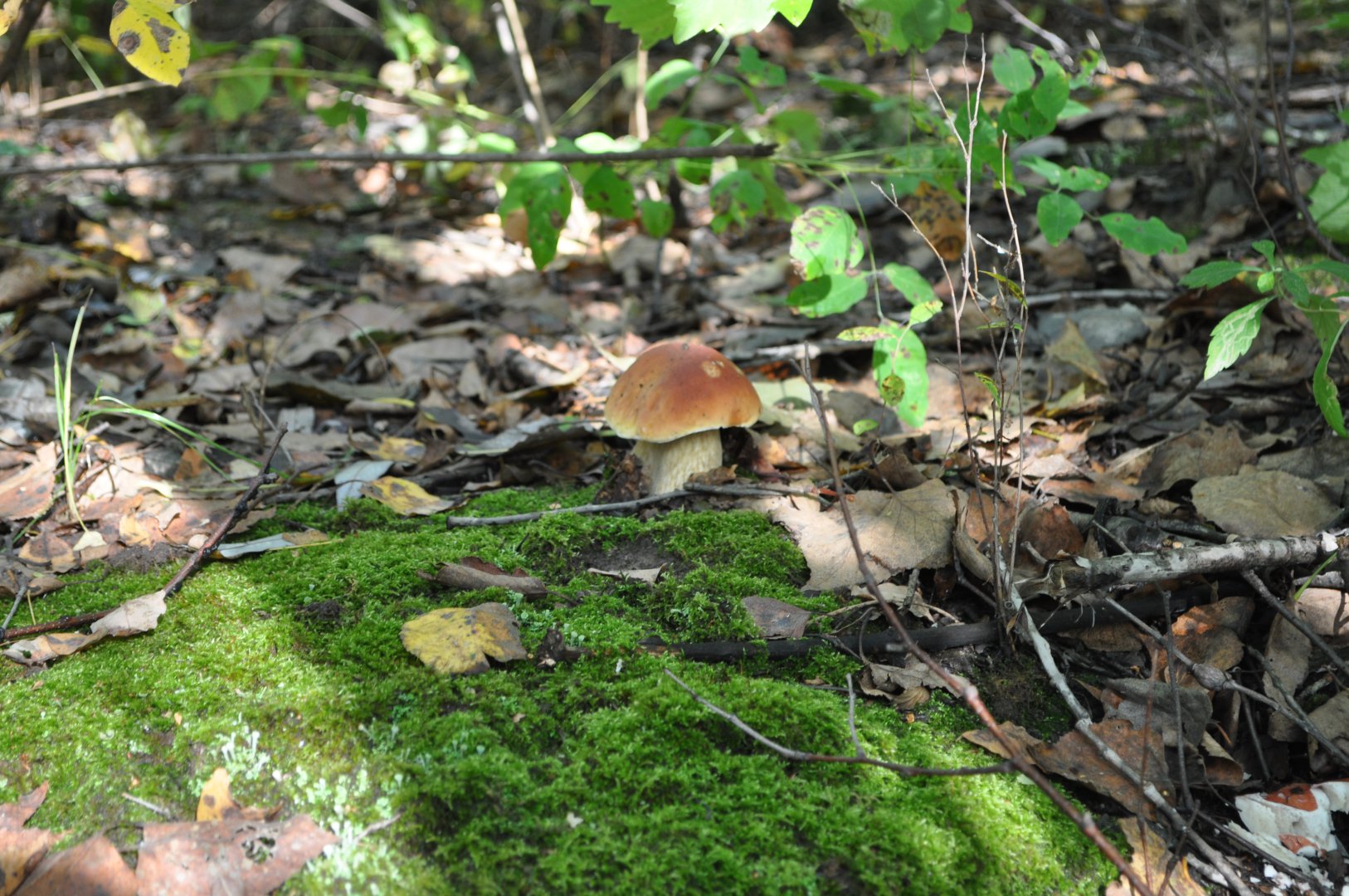 DSC_0188.JPG