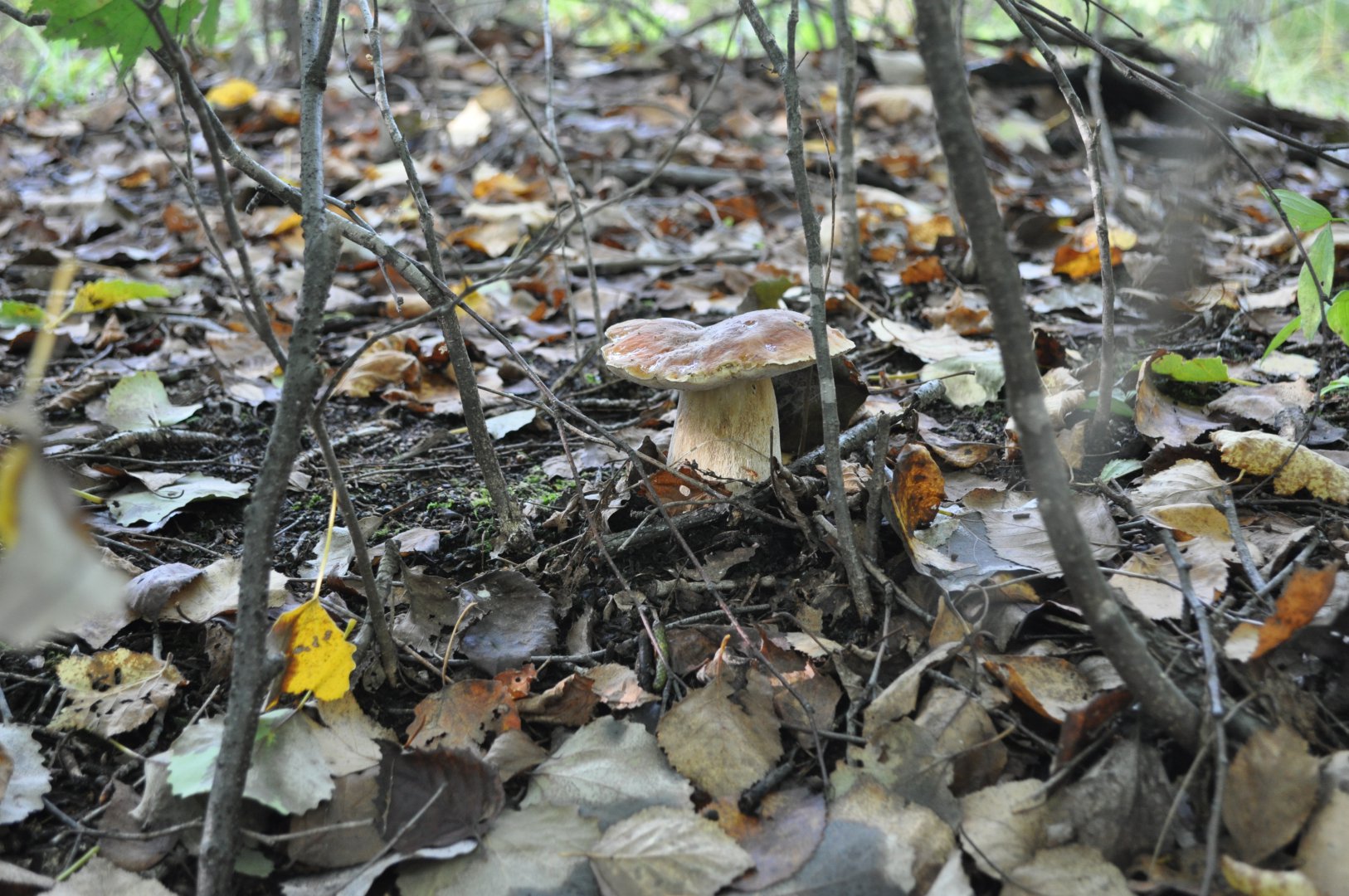 DSC_0193.JPG