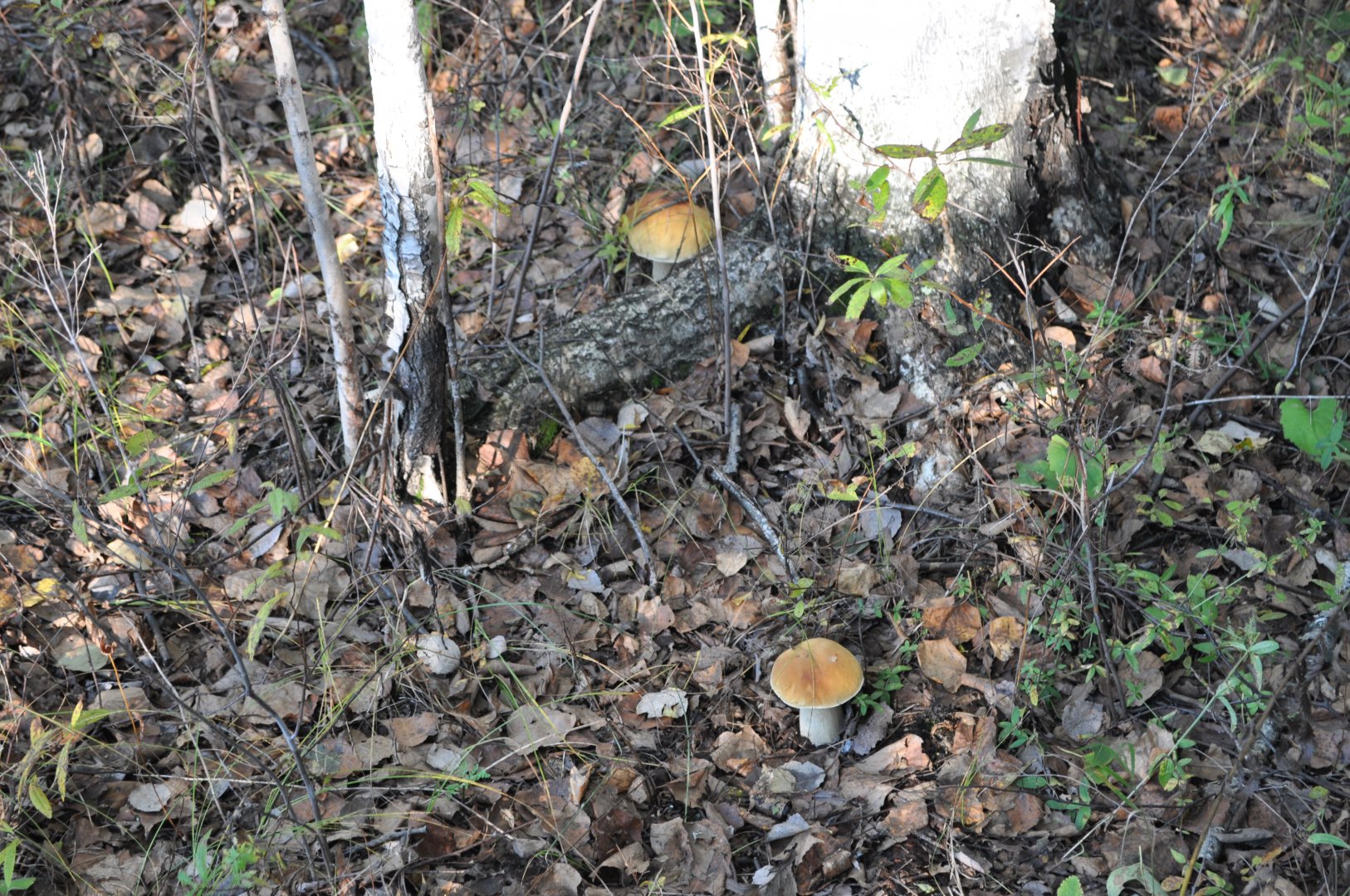 DSC_0200.JPG