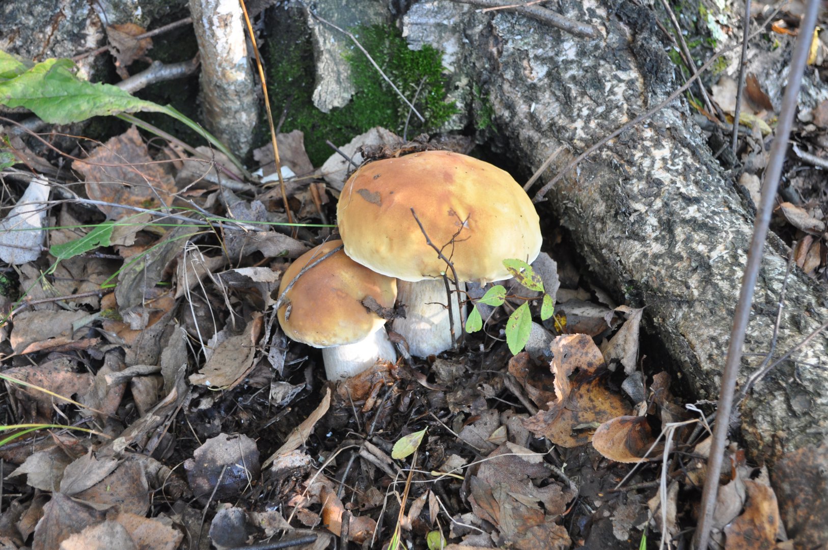 DSC_0204.JPG