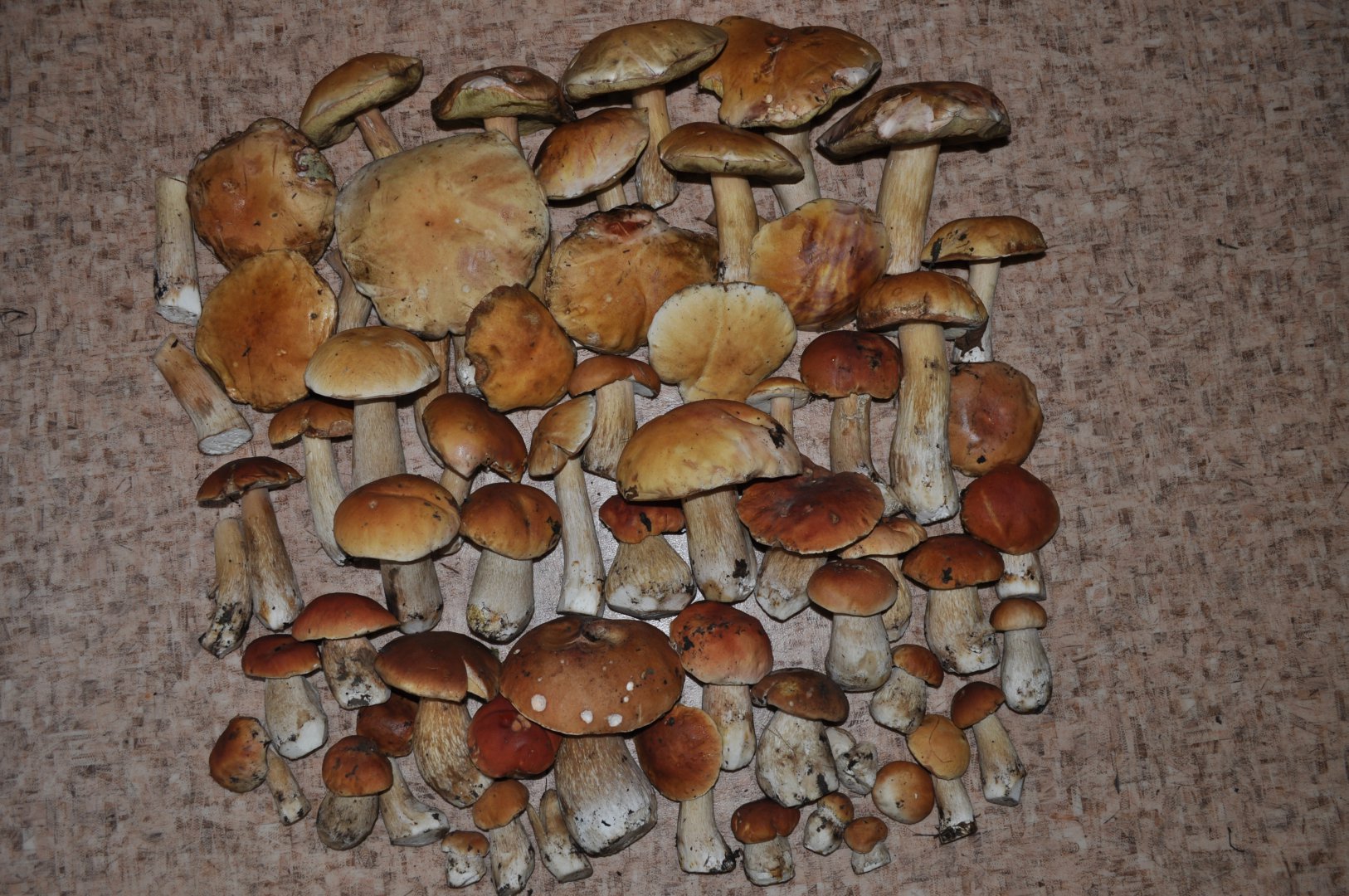 DSC_0215.JPG
