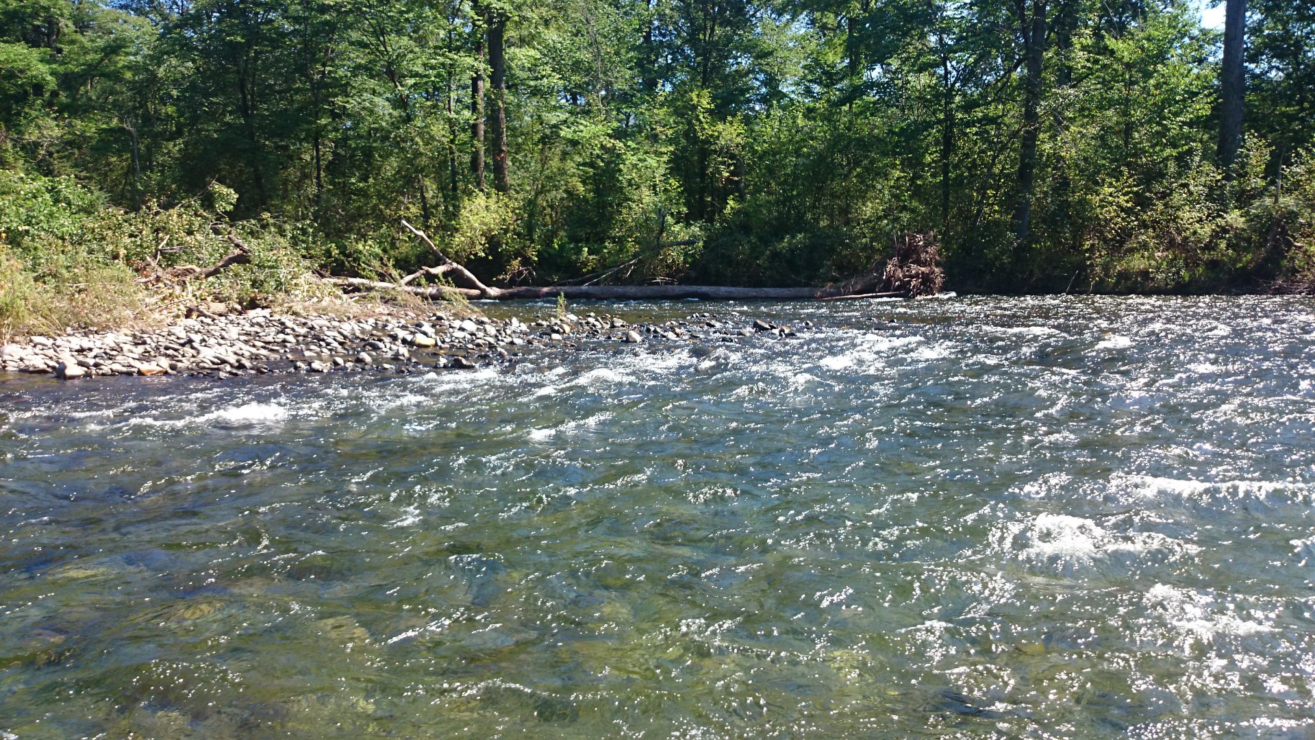 DSC_0245.JPG