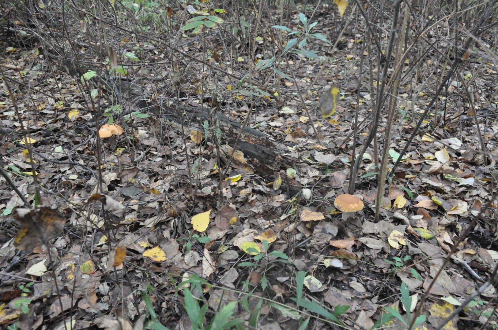 DSC_0269.JPG