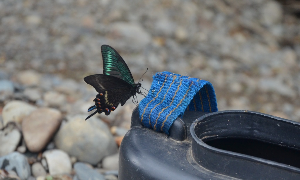 DSC_0313.JPG