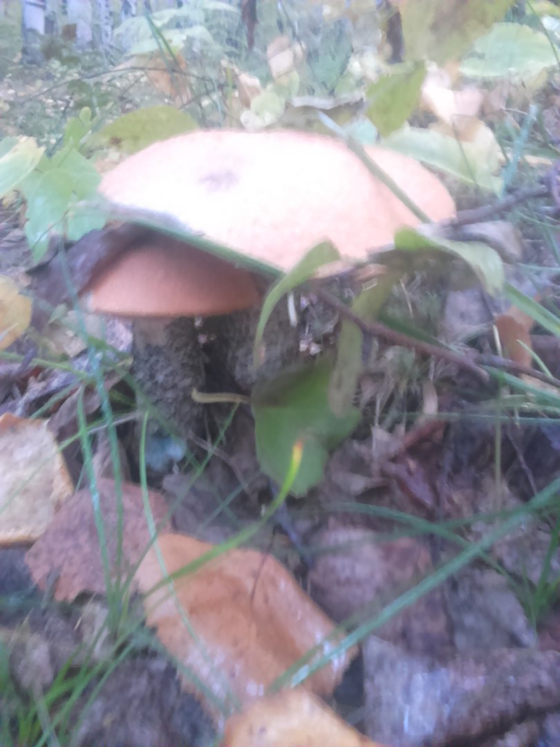 DSC_0323.JPG