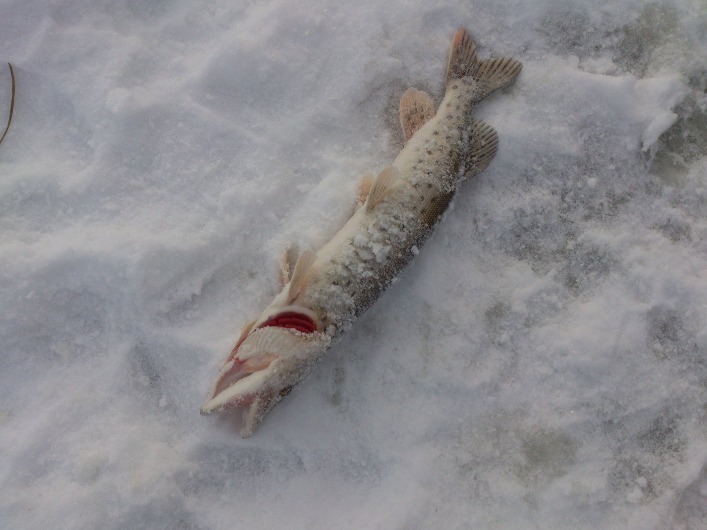 DSC_0347.jpg