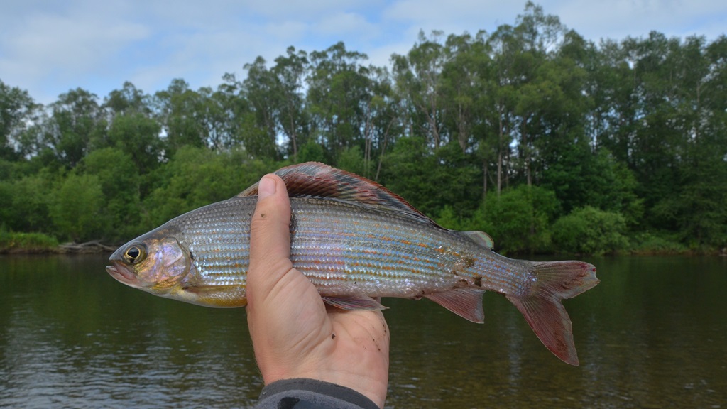DSC_0371.JPG
