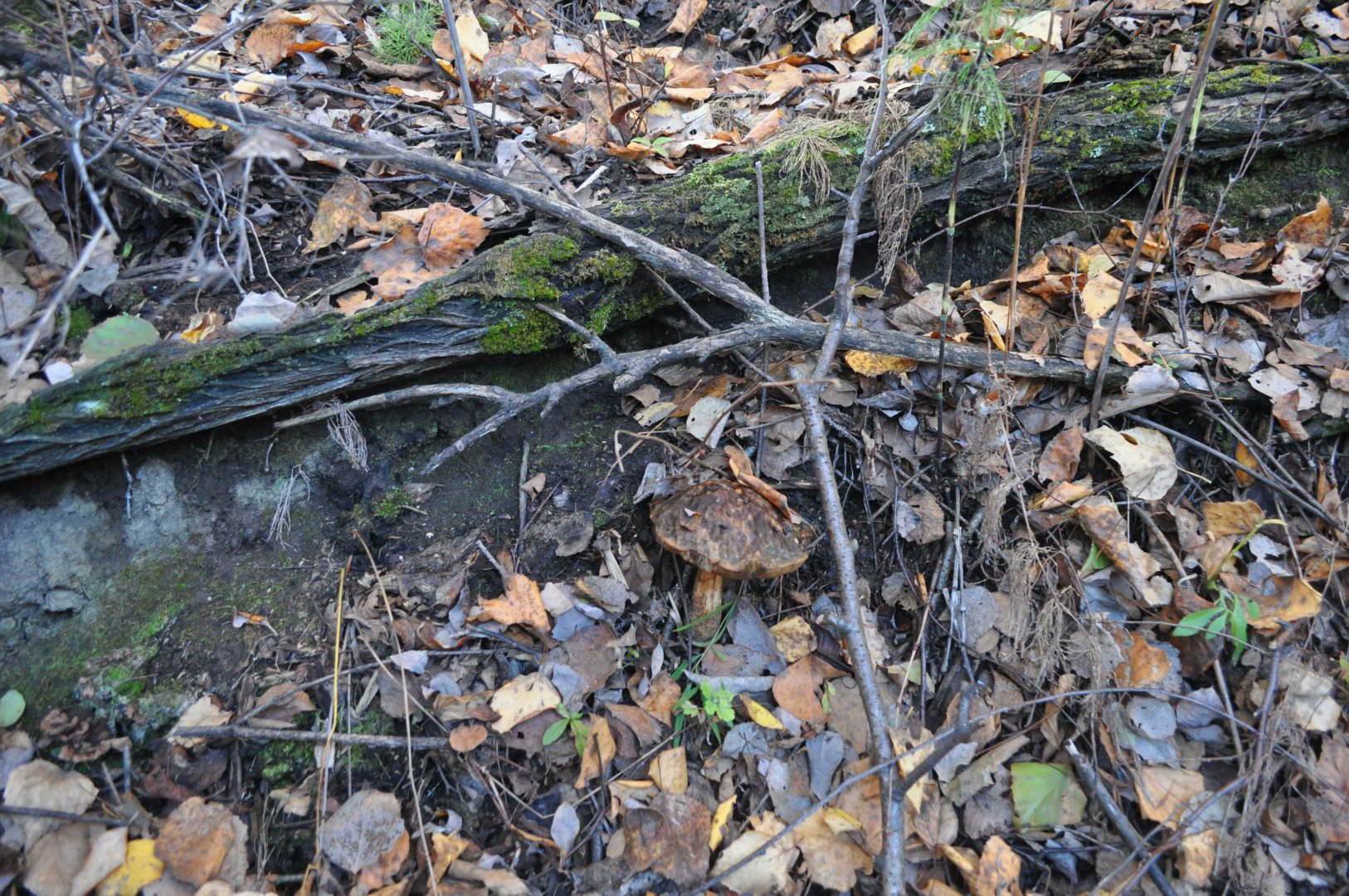 DSC_0413.JPG