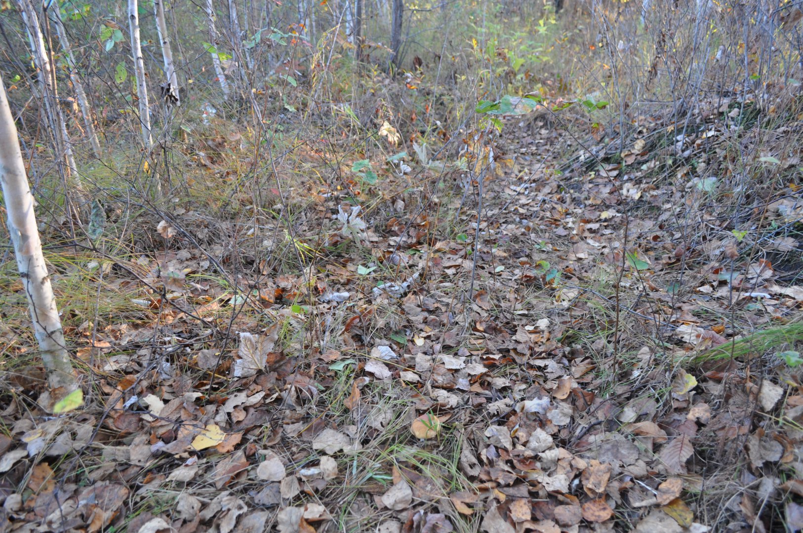 DSC_0414.JPG