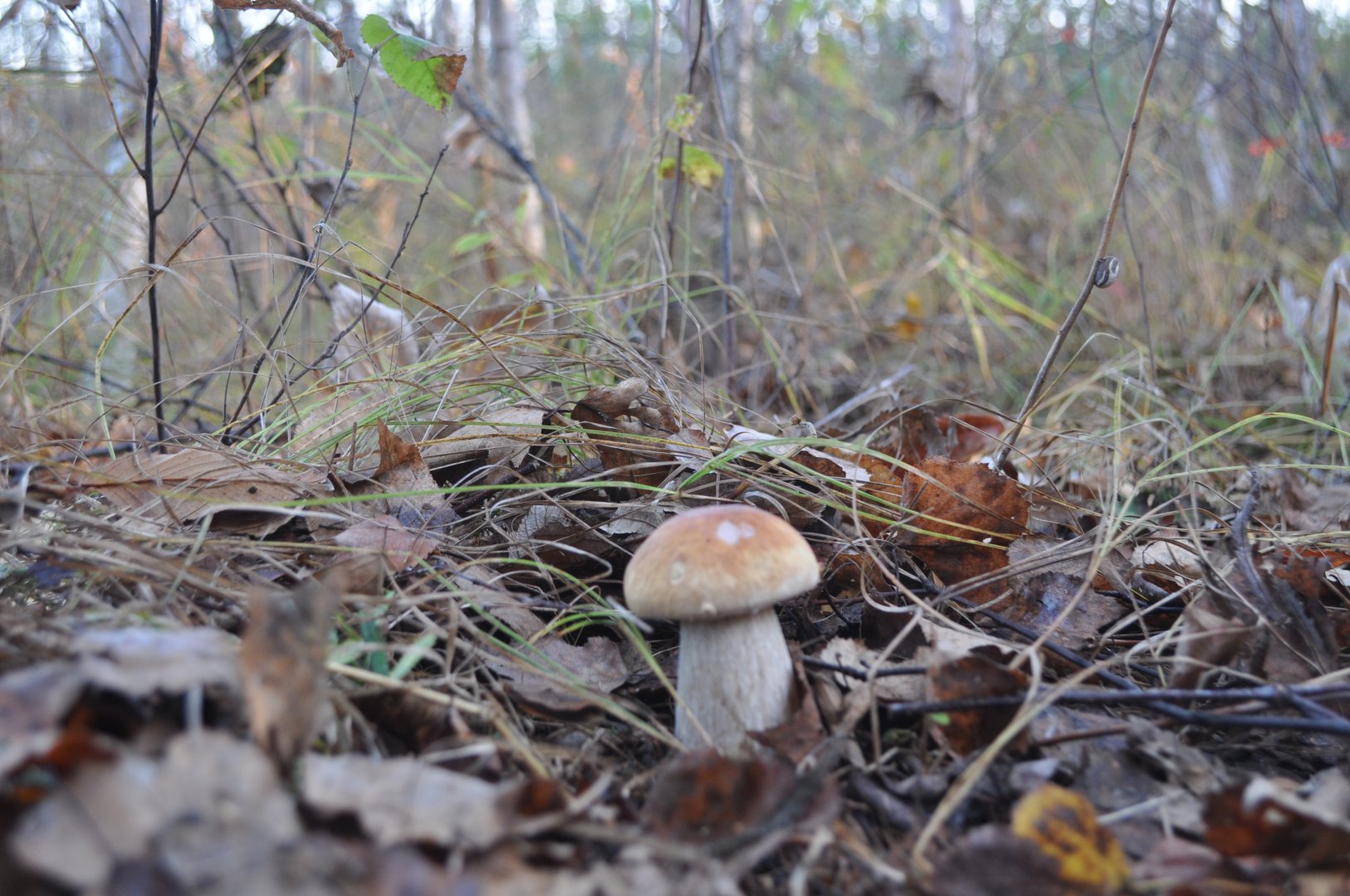 DSC_0417.JPG