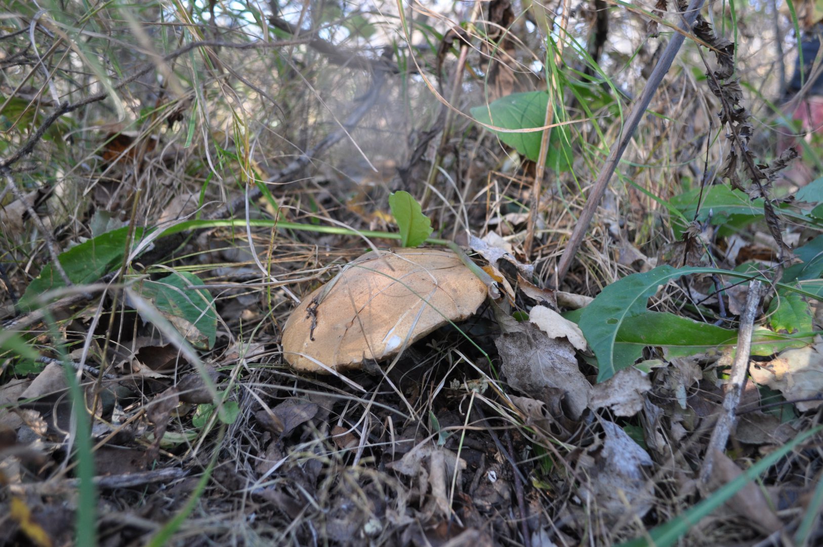 DSC_0422.JPG