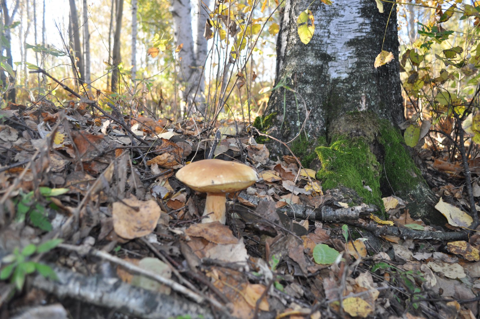 DSC_0427.JPG
