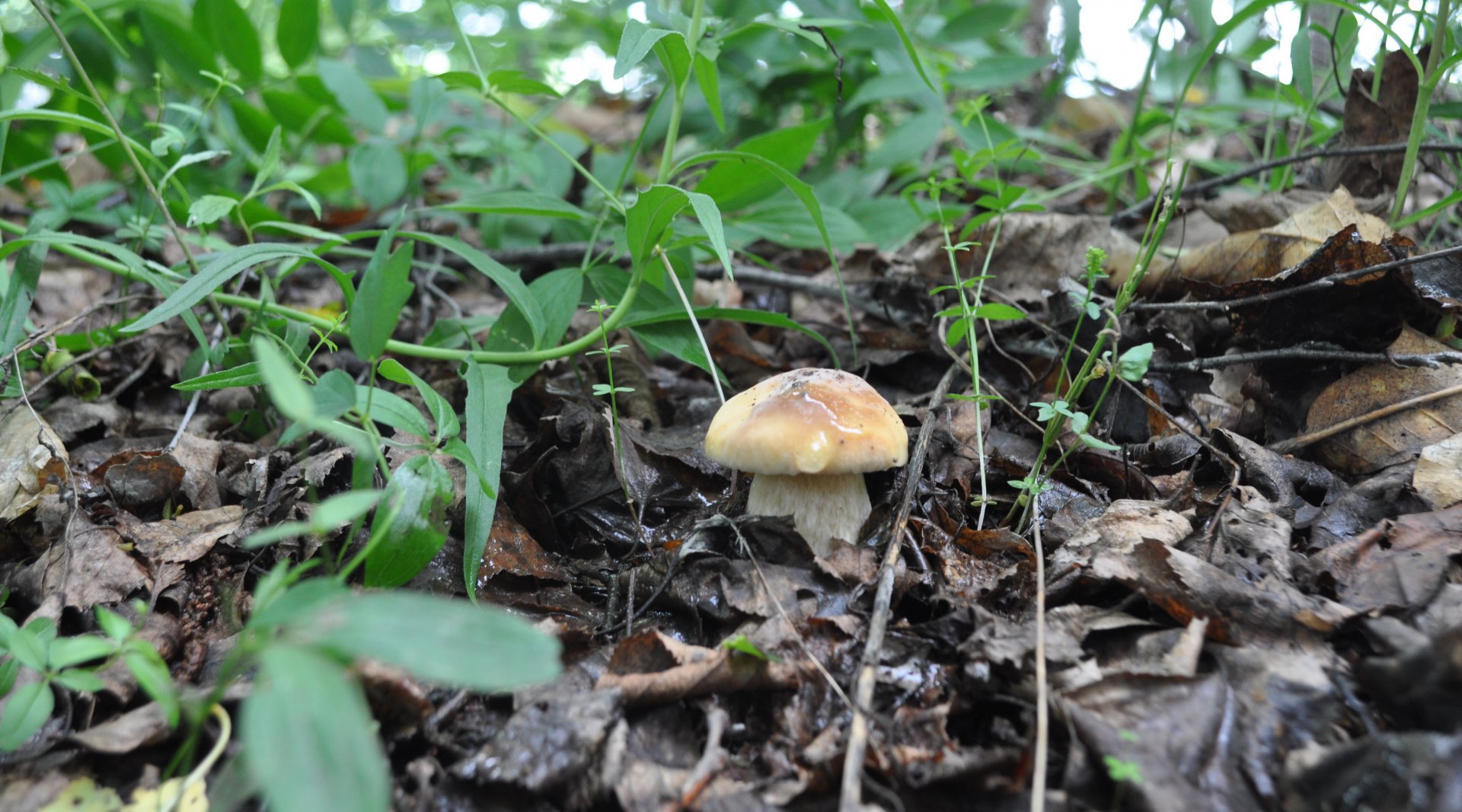 DSC_0427.JPG