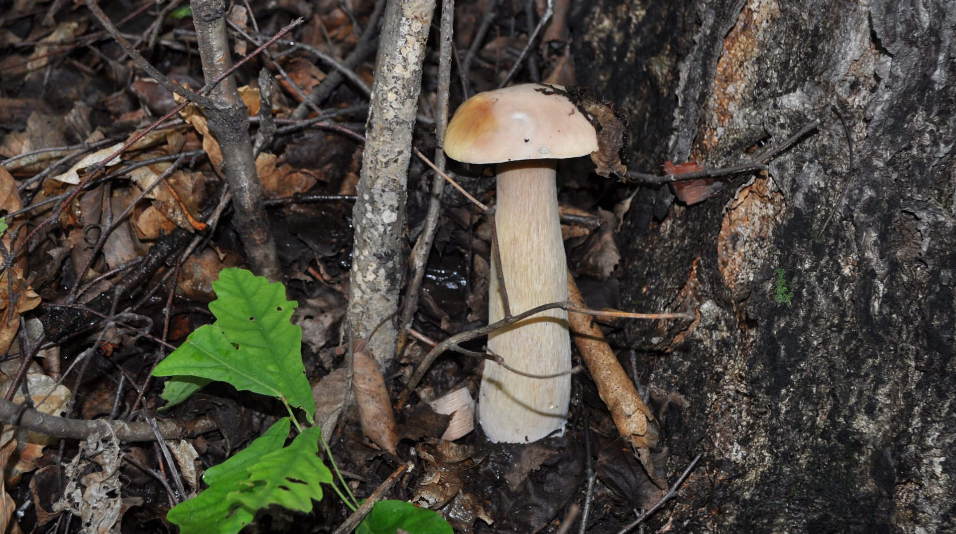 DSC_0431.JPG