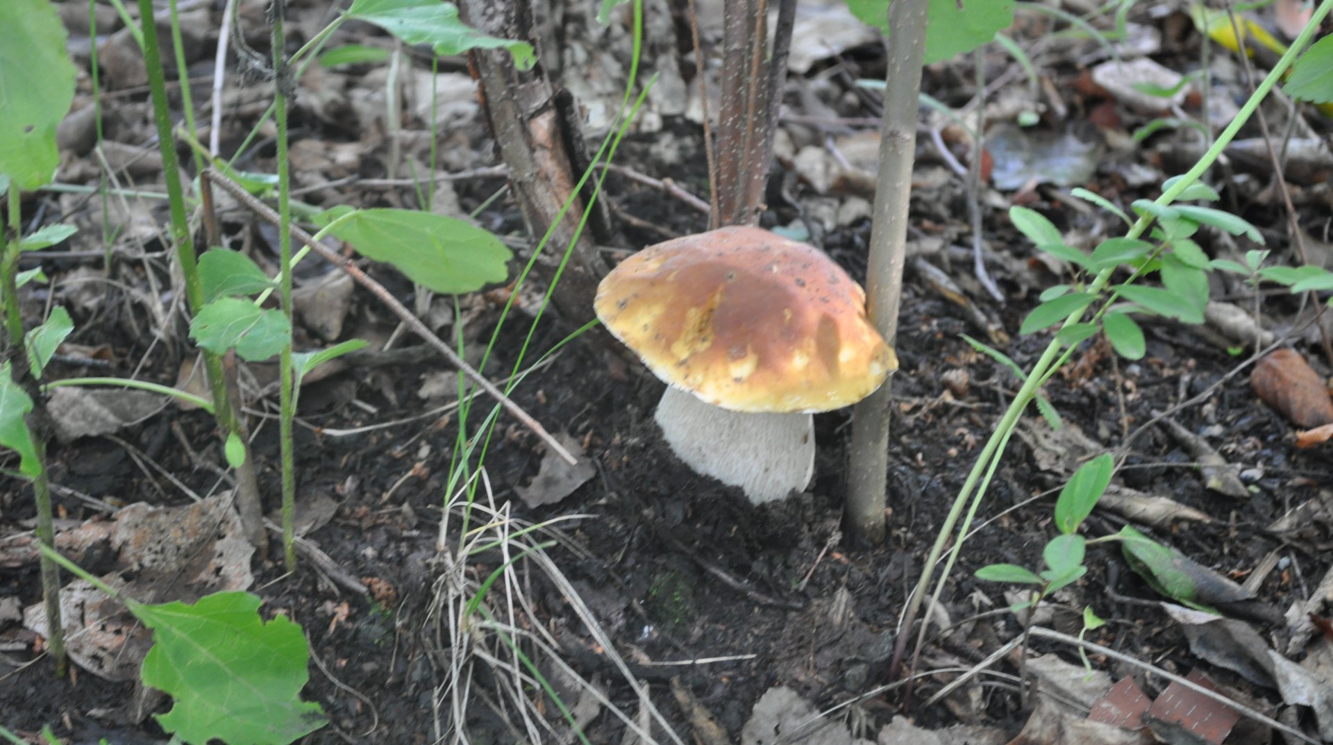 DSC_0433.JPG