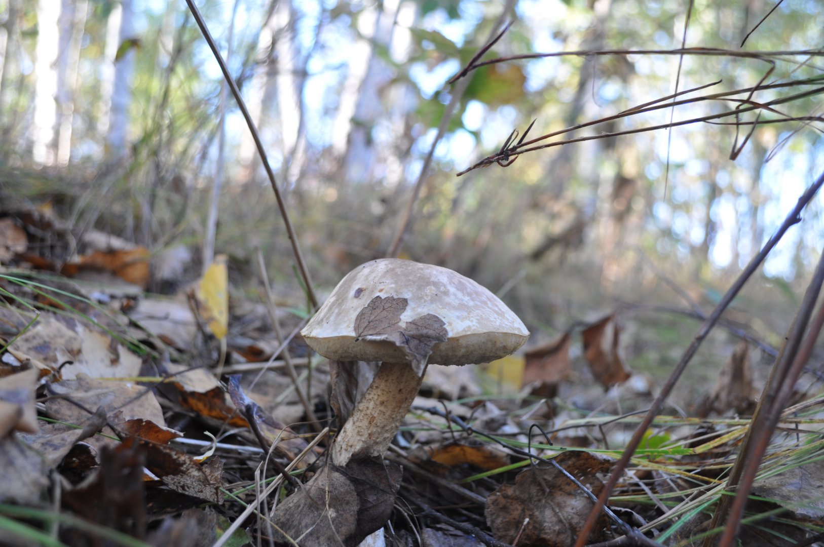 DSC_0435.JPG