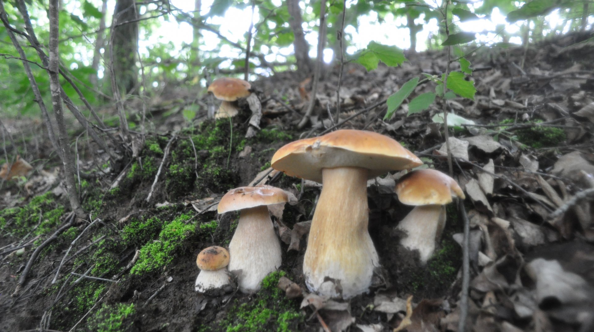 DSC_0437.JPG