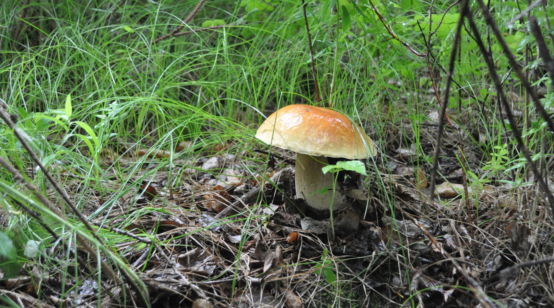 DSC_0438.JPG