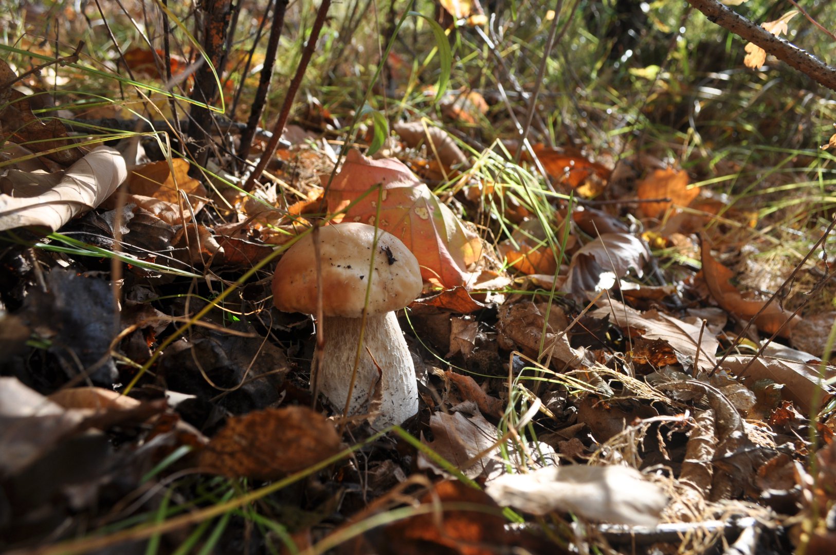 DSC_0442.JPG