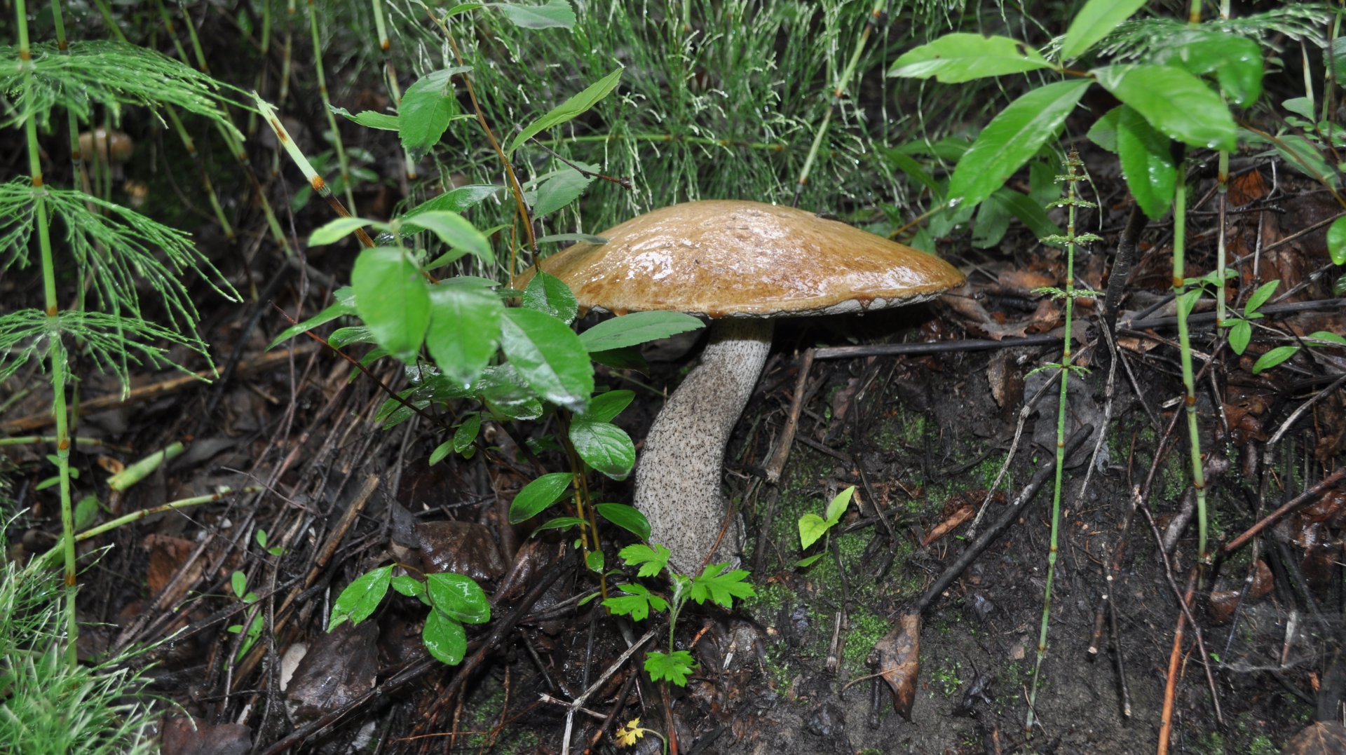 DSC_0449.JPG